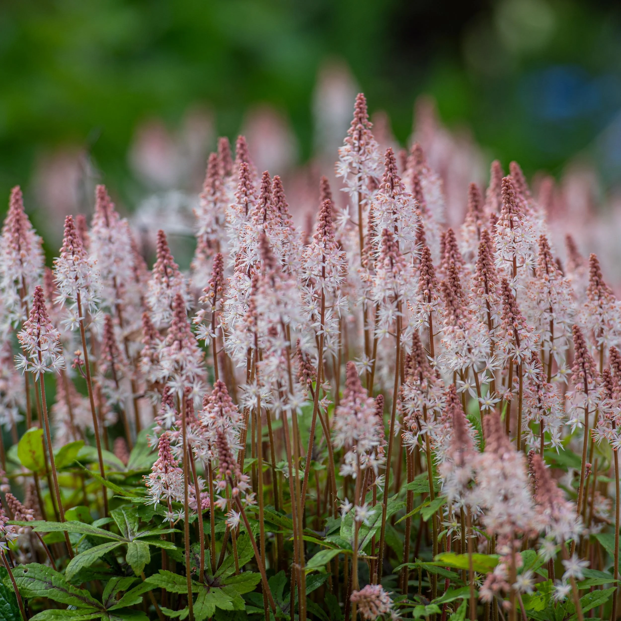 Spikes of pink and white Tiarella 'Pink Skyrocket' foamflower fill a shaded border. JaneShanksterGardenDesign.co.uk

The upright, star-shaped flower spikes of Tiarella 'Pink Skyrocket' rise in dense drifts, their soft pink-and-white colouring bringin