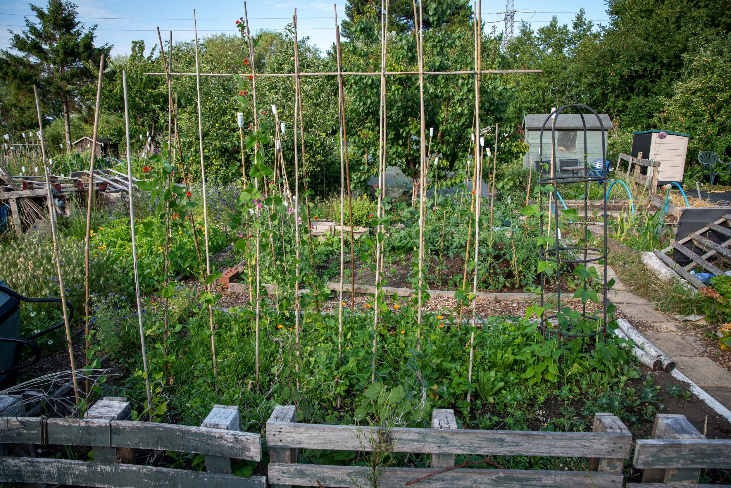 allotment plot with tall bamboo bean canes, calendula and a metal plant obelisk, sheds visible behind
