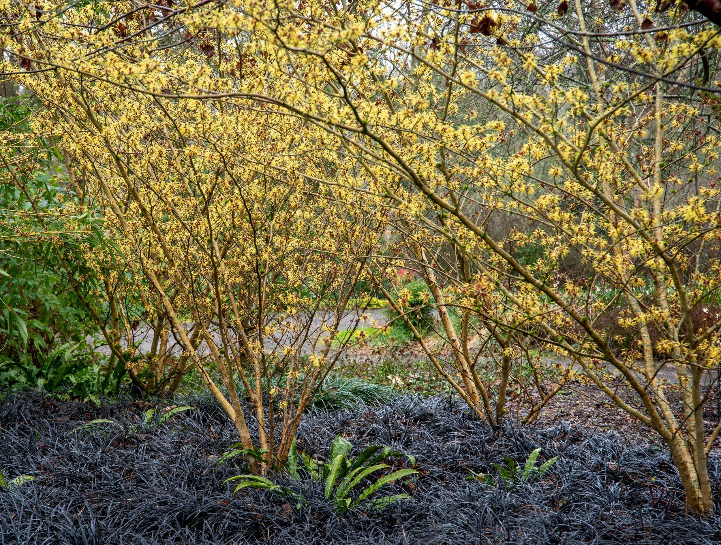 Witch hazel shrub in yellow spidery bloom above black ophiopogon grass at Sir Harold Hillier Gardens