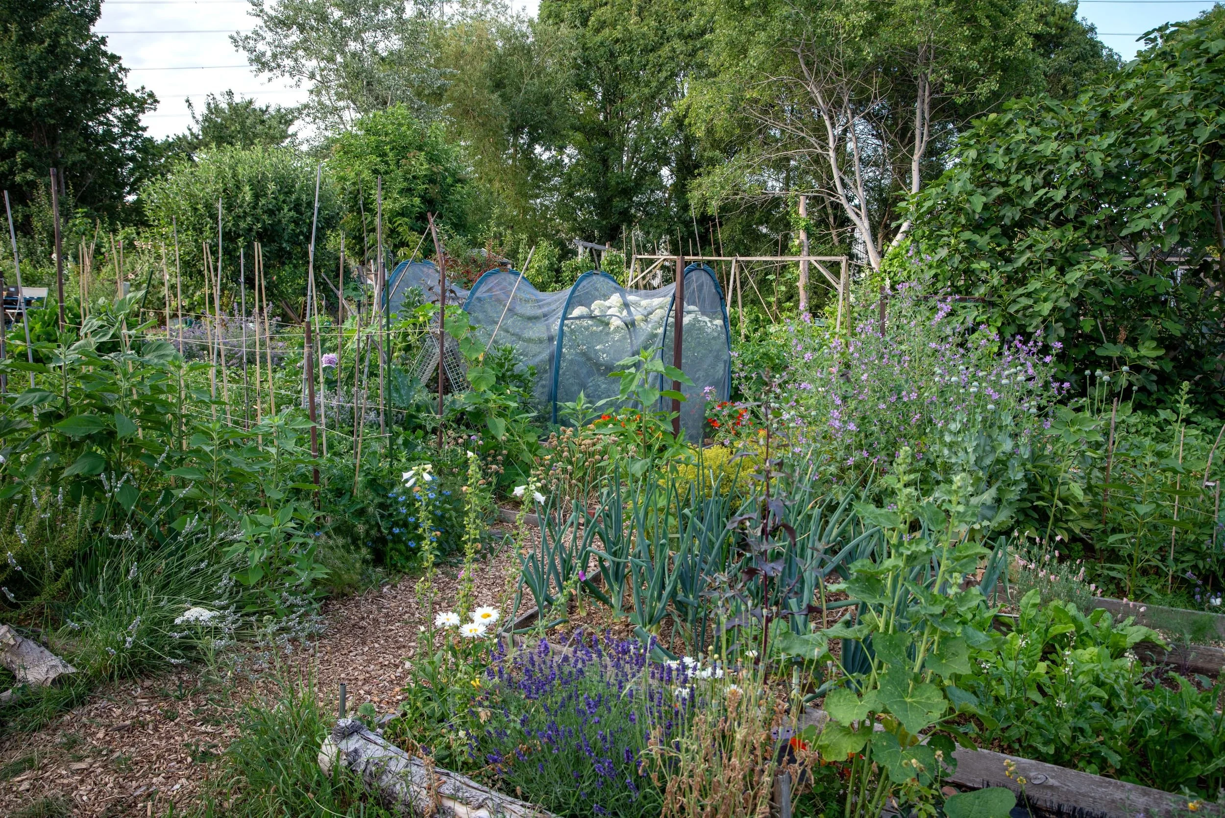 allotment border with lavender, ox-eye daisies and mallow in front of netted cloches and climbing runner beans.