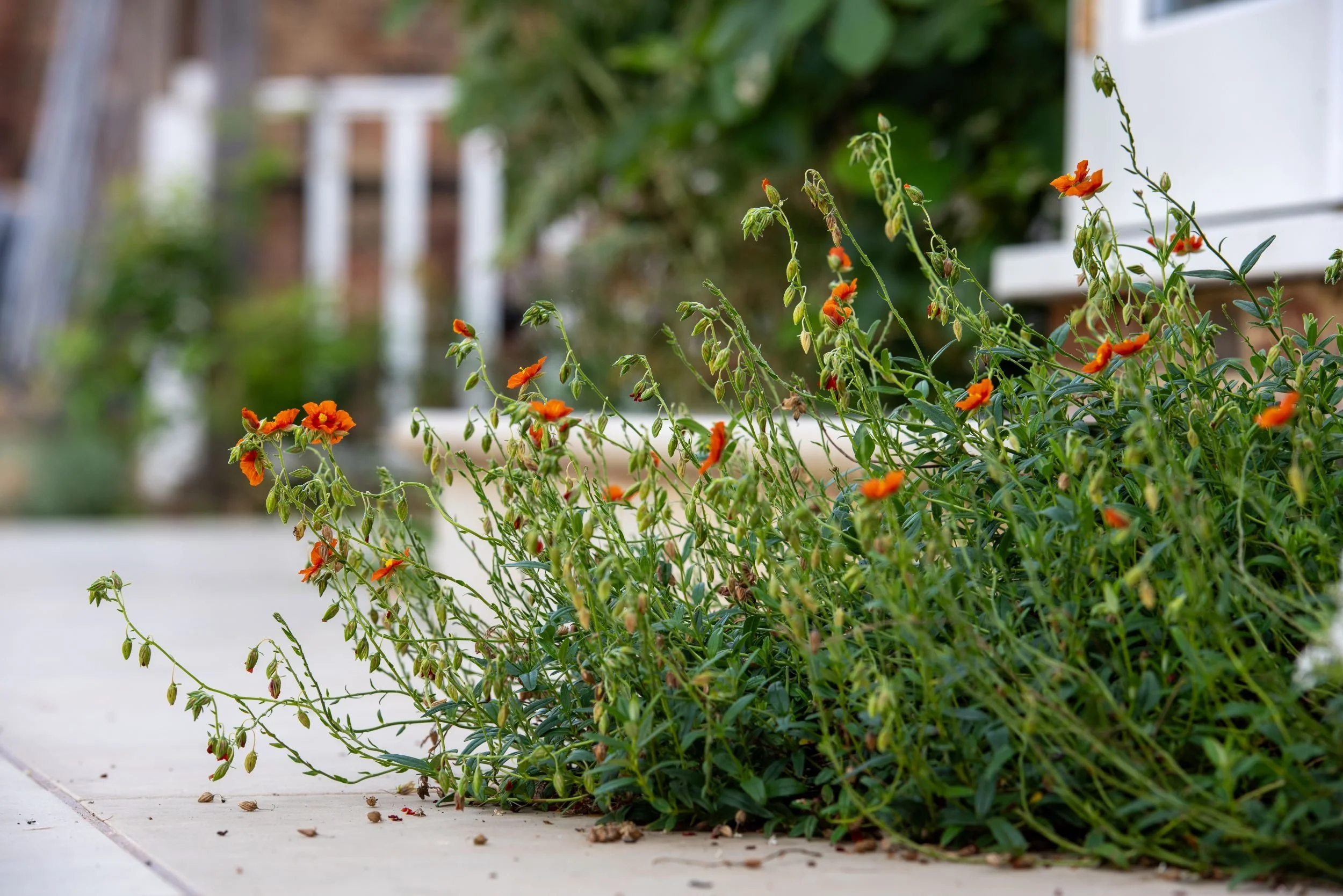 Orange rock rose (Helianthemum) flowers spill over a stone terrace edge in a Wimbledon Village garden. JaneShanksterGardenDesign.co.uk

Sprays of bright orange Helianthemum flowers and buds tumble over the paving edge, softening the line between terr