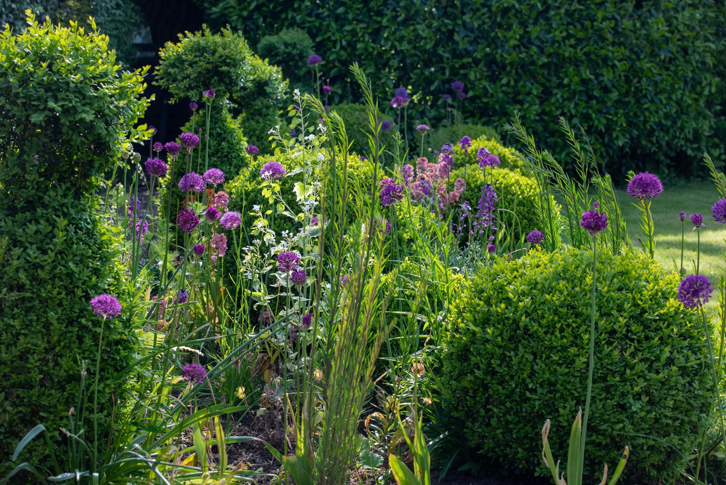 Tall purple allium flowerheads rise through rounded box balls and soft perennial planting in a country garden border. JaneShanksterGardenDesign.co.uk.

Sphere echoes sphere in this border, the rounded purple heads of allium picking up the shape of th