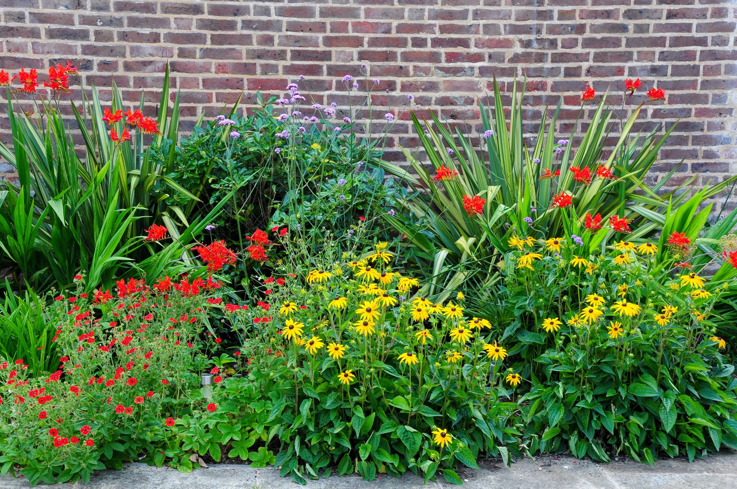 Red Crocosmia 'Lucifer' and yellow rudbeckia grow together against a brick wall in a Surrey garden border. JaneShanksterGardenDesign.co.uk.

Red and gold do the heavy lifting in this border, Crocosmia 'Lucifer' and rudbeckia planted in generous, over