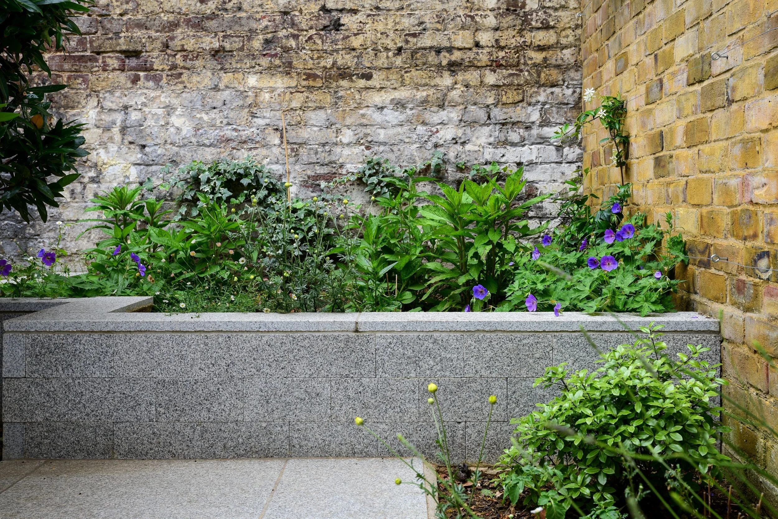 A granite raised border planted with purple geraniums and daisies against old brick walls

A granite raised bed lifts the planting to eye level, with purple geraniums and daisies softening the base of the garden's weathered brick boundary walls.