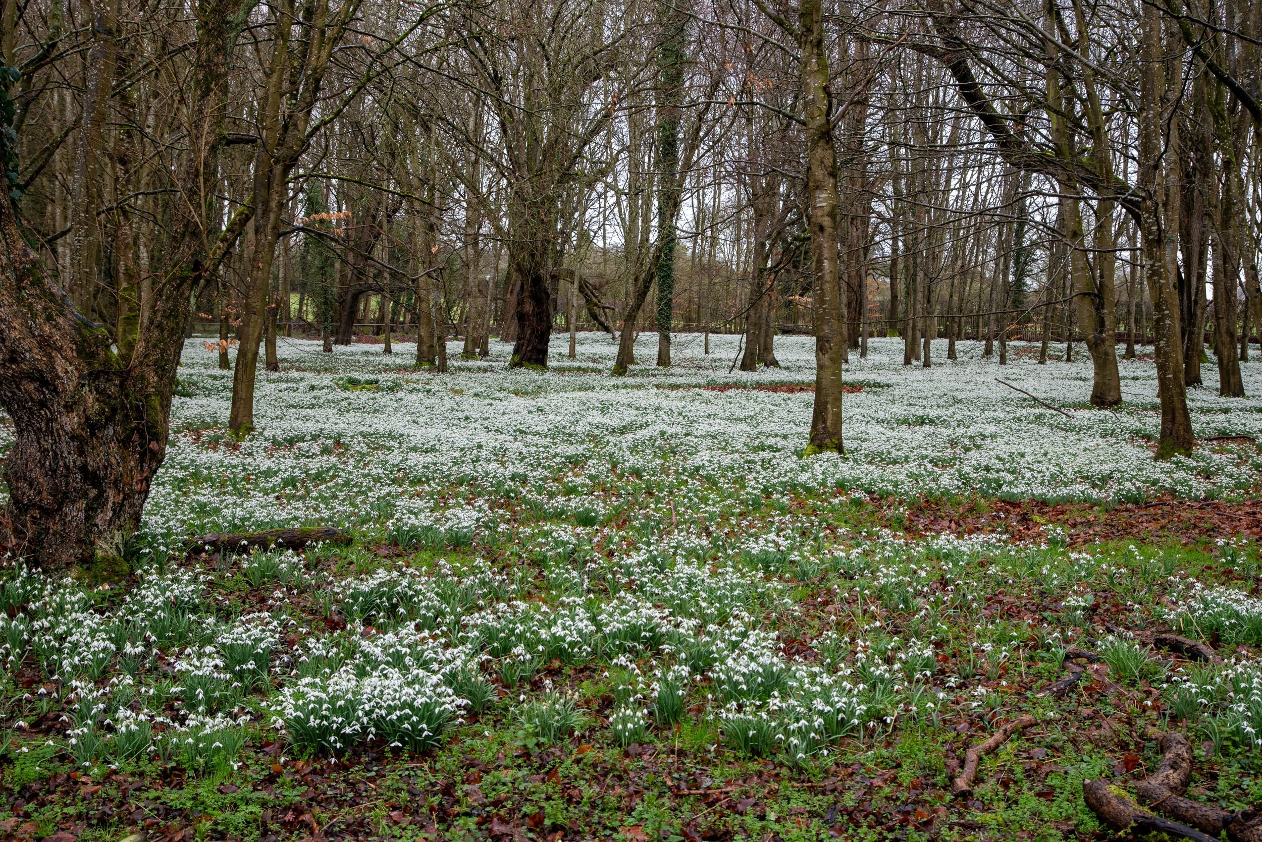 Close-up of a dense mass of dew-covered snowdrops at Welford Park