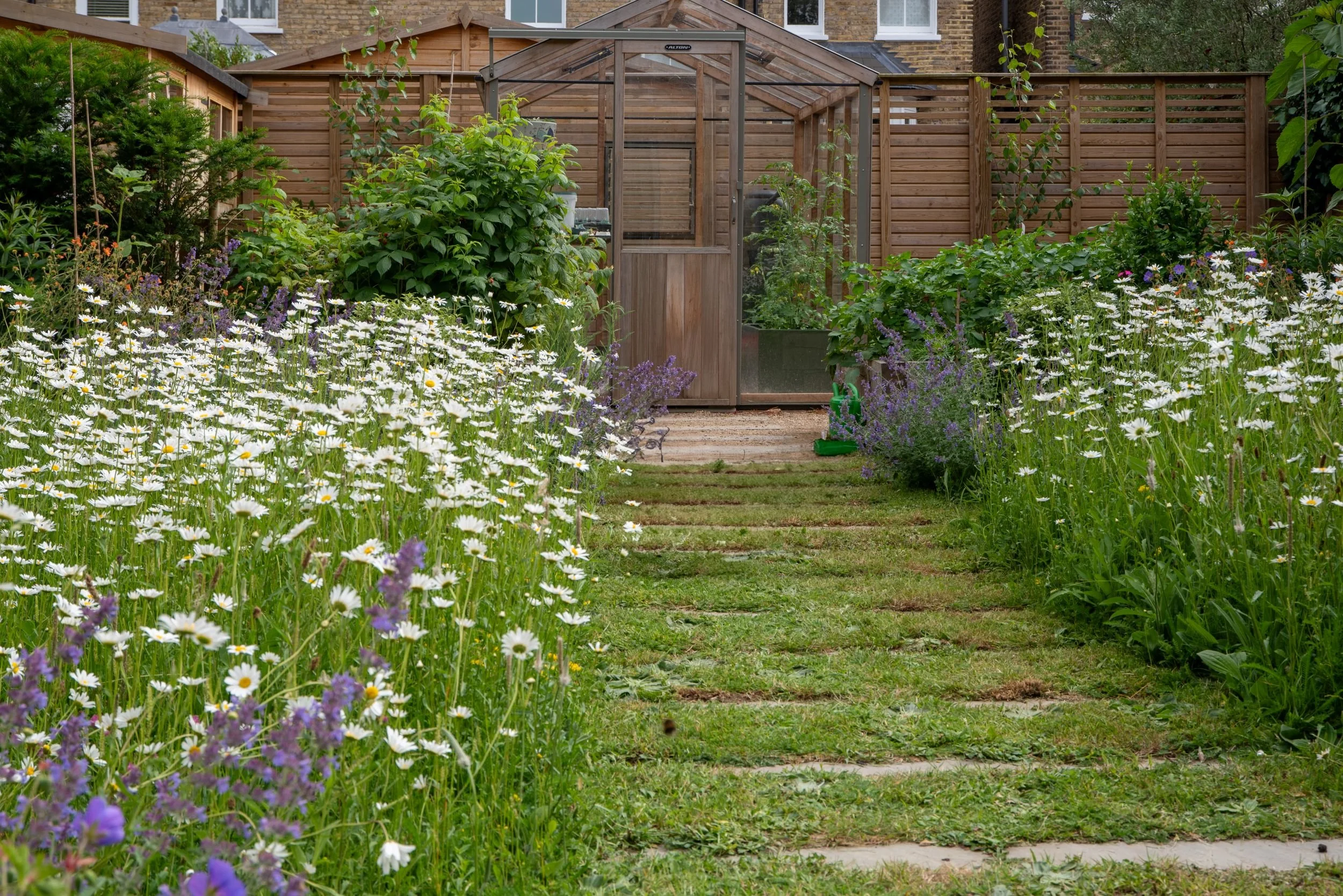 Mown grass path through a wildflower lawn of white oxeye daisies and purple nepeta, leading to a wooden greenhouse at the end of the garden.

A mown stepping-stone path through the wildflower lawn, with oxeye daisies and nepeta either side leading do