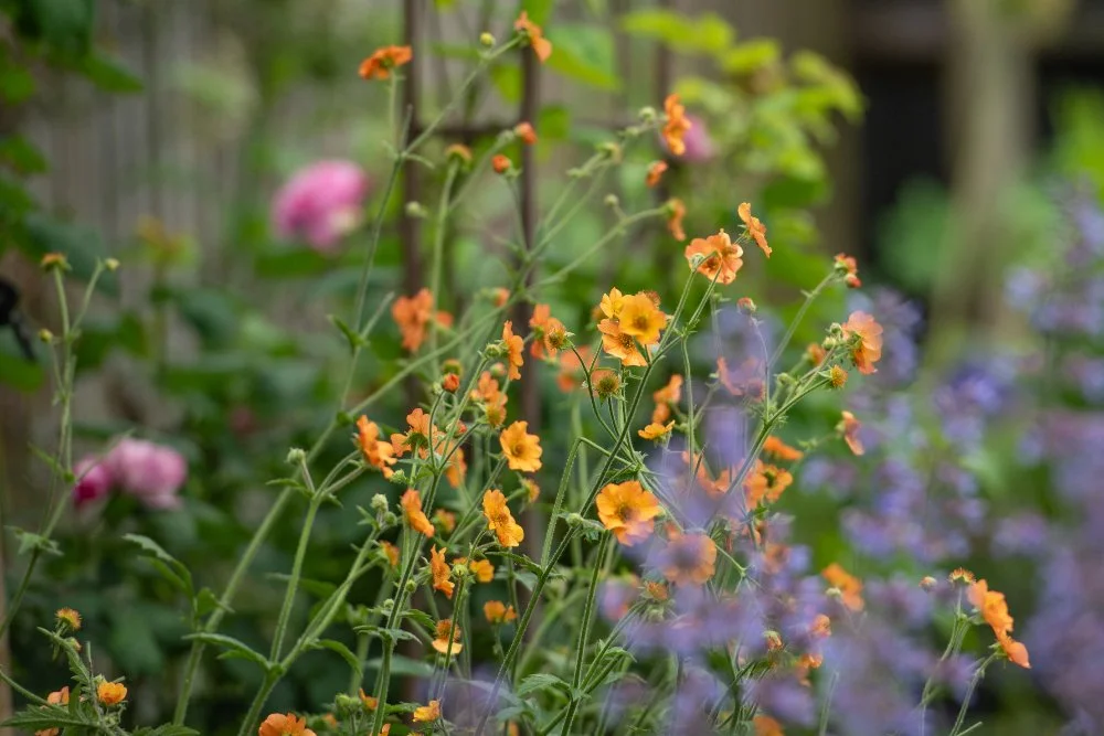 Orange geum flowers with pink roses in Wimbledon garden border by Jane Shankster Garden Design

Bright orange geum flowers nod above a soft haze of catmint, with a pink rose blooming just beyond. This warm, layered planting combination brings colour 