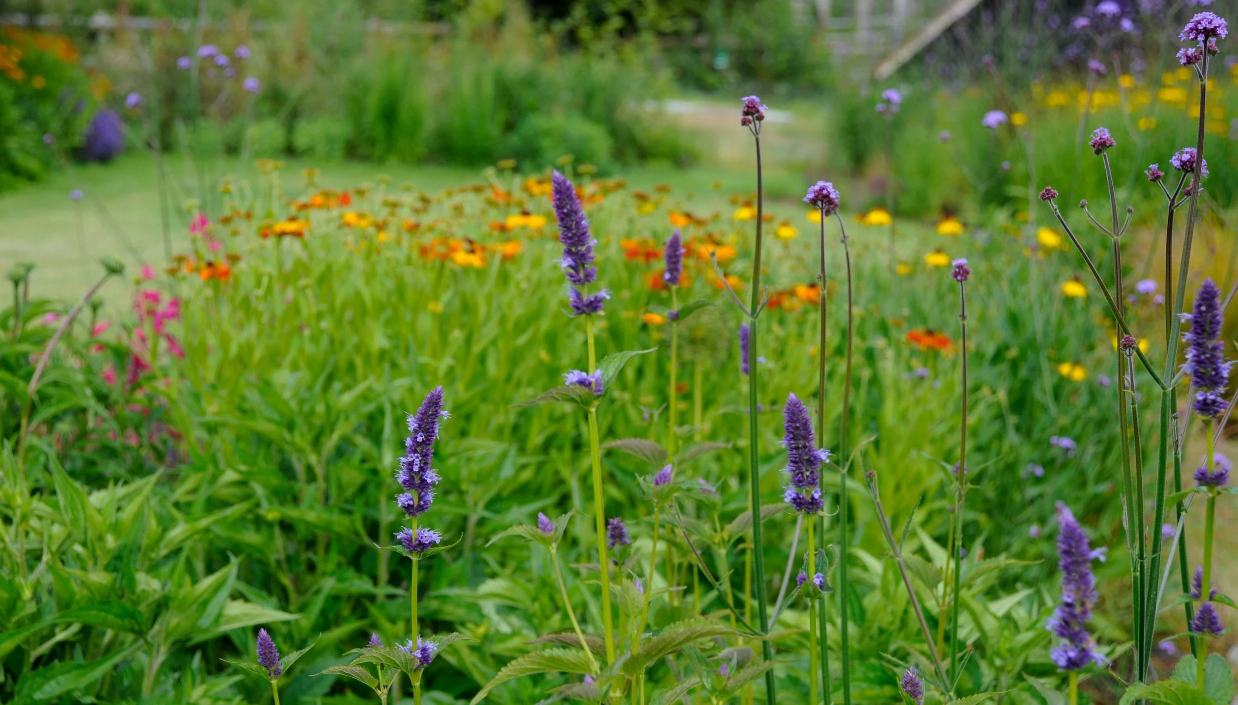 Modern Surrey country garden