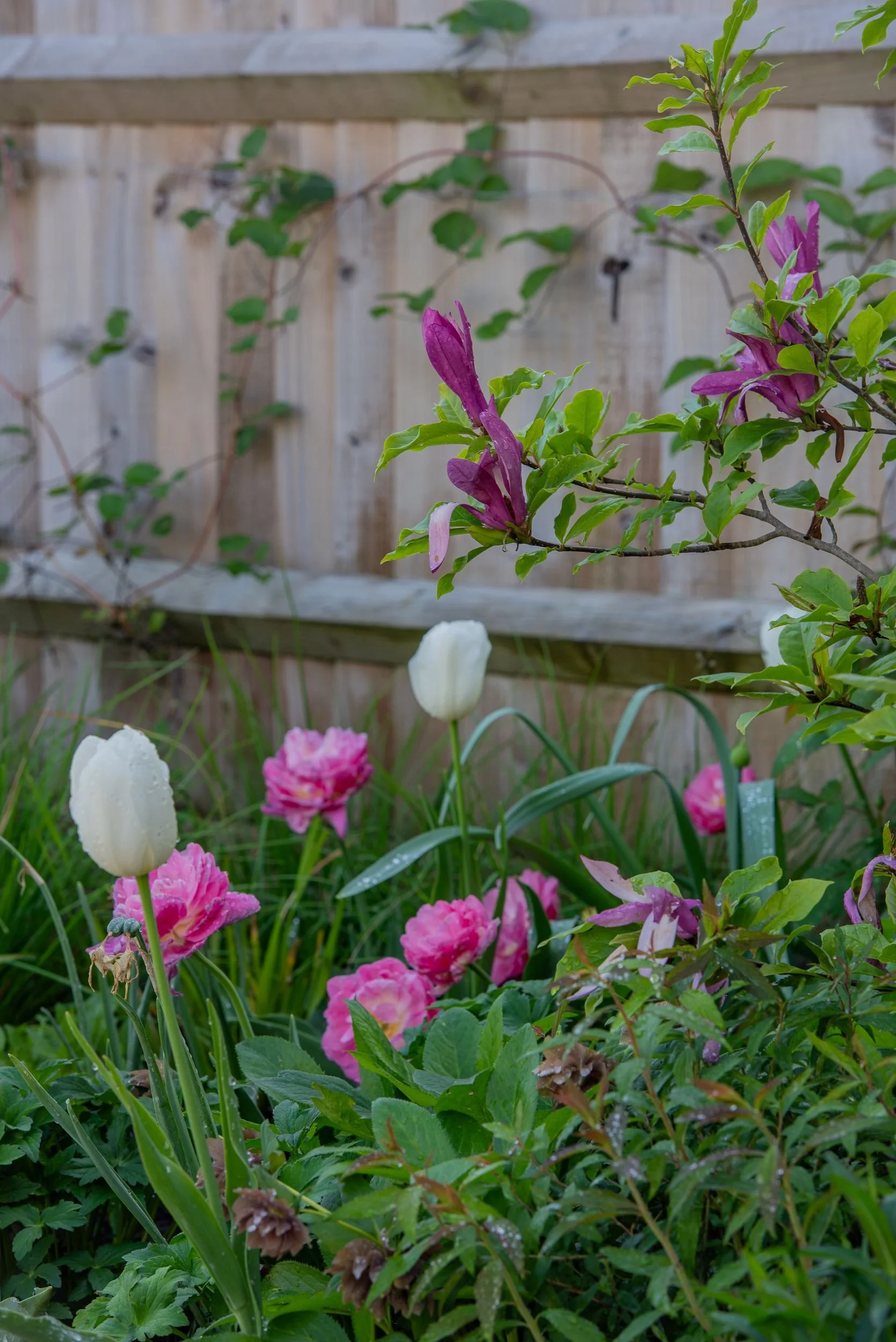 Deep pink magnolia blossom above white and pink tulips in a Raynes Park front garden. JaneShanksterGardenDesign.co.uk

Rich pink magnolia flowers open against fresh green foliage, rising above an underplanting of white and pink double tulips, a signa