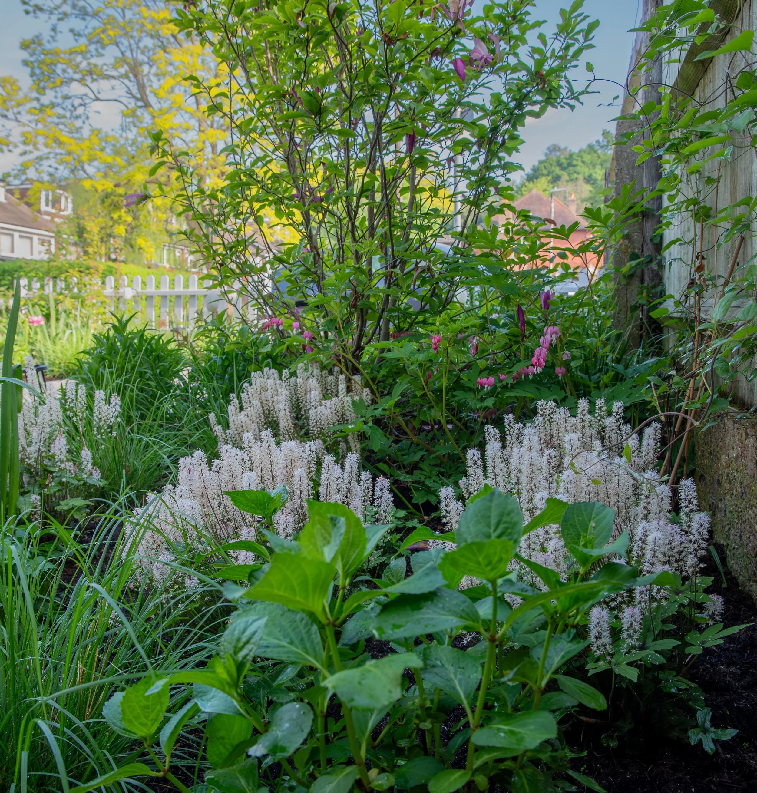 White tiarella flower spikes and pink bleeding heart blooms beneath a magnolia in a Raynes Park front garden. JaneShanksterGardenDesign.co.uk

Drifts of tiarella create a soft, foamy underplanting beneath a magnolia and dicentra, whose pink heart-sha