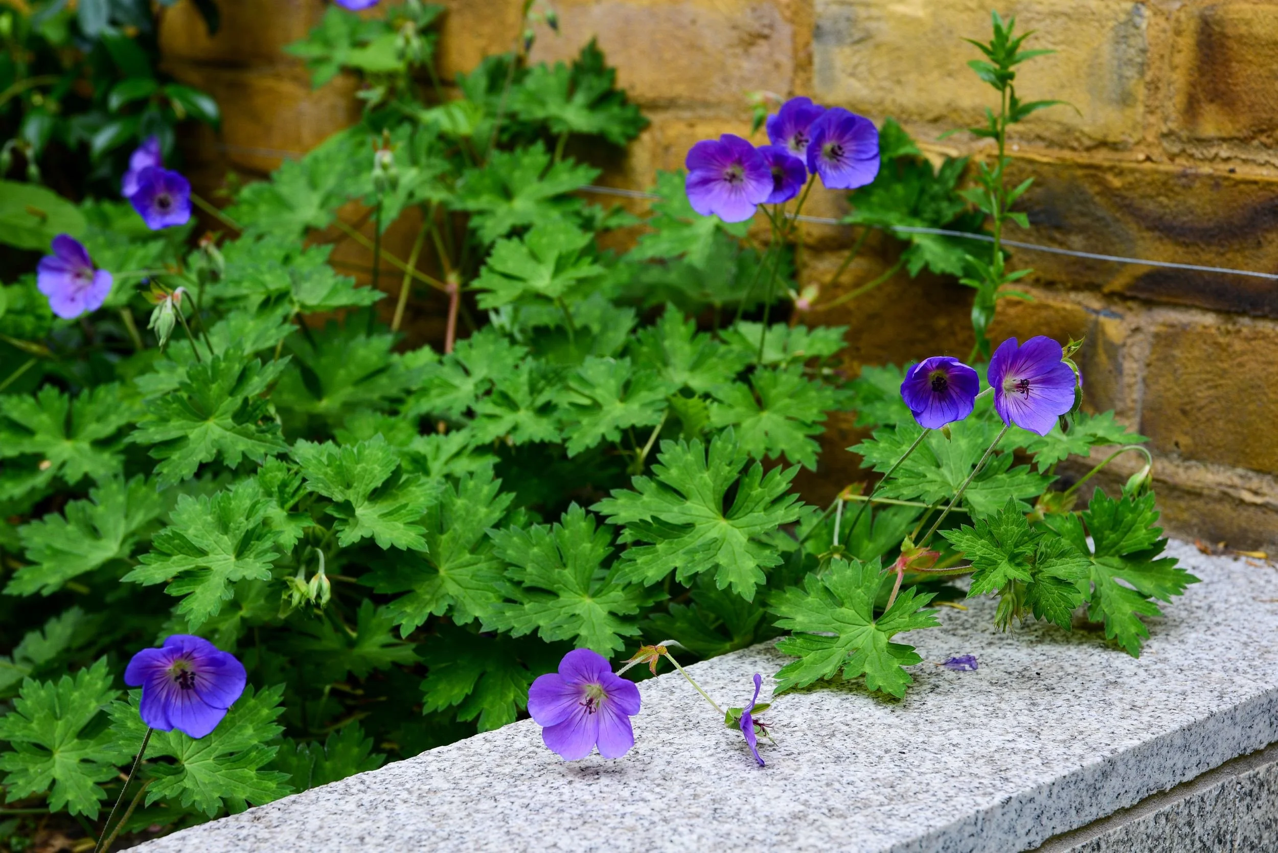 Purple geranium flowers spilling over a granite raised border

Vivid purple hardy geraniums spill over the edge of a granite raised border, bringing long-lasting summer colour to the planting scheme.