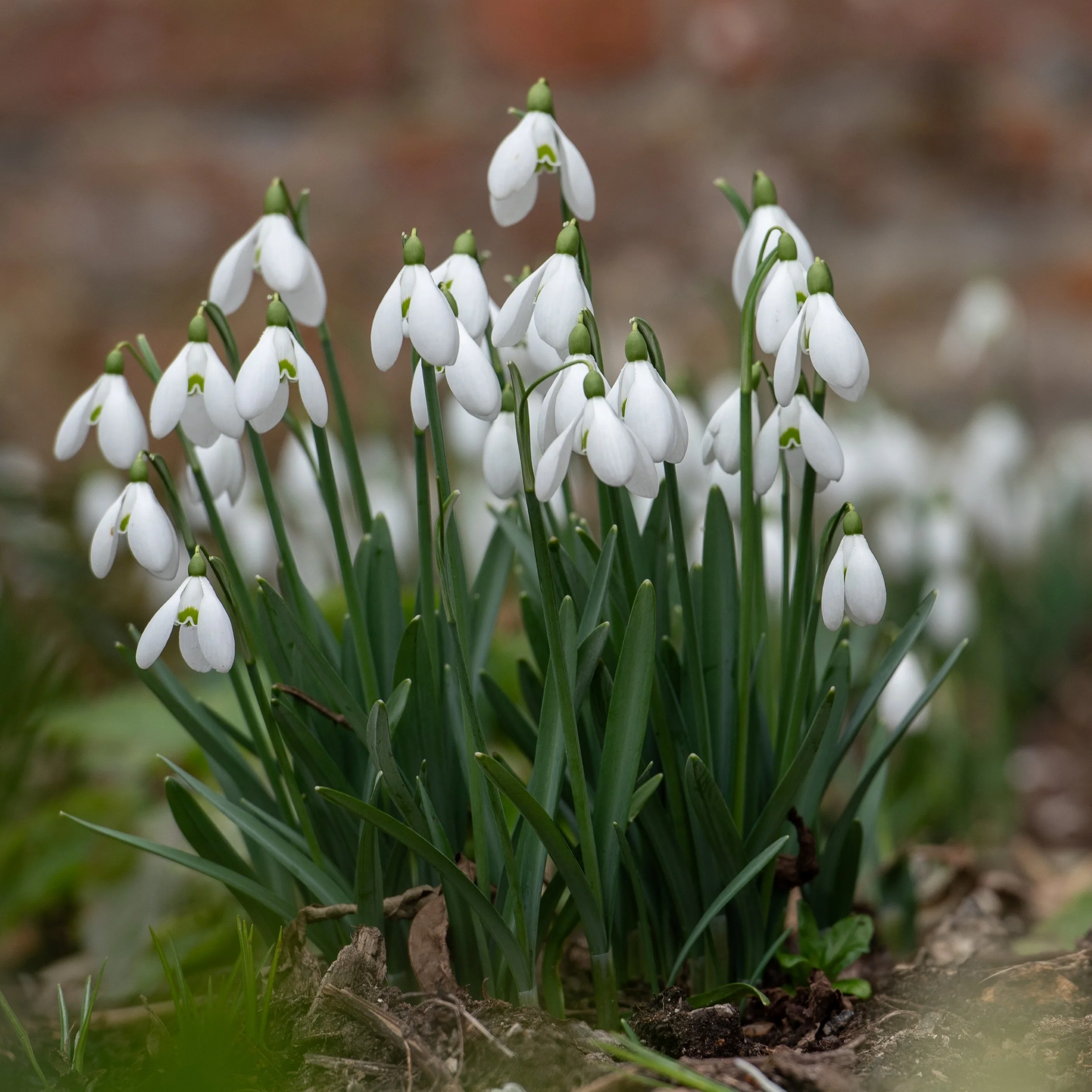 A tight clump of snowdrops in full bloom against the blurred backdrop of a brick wall.