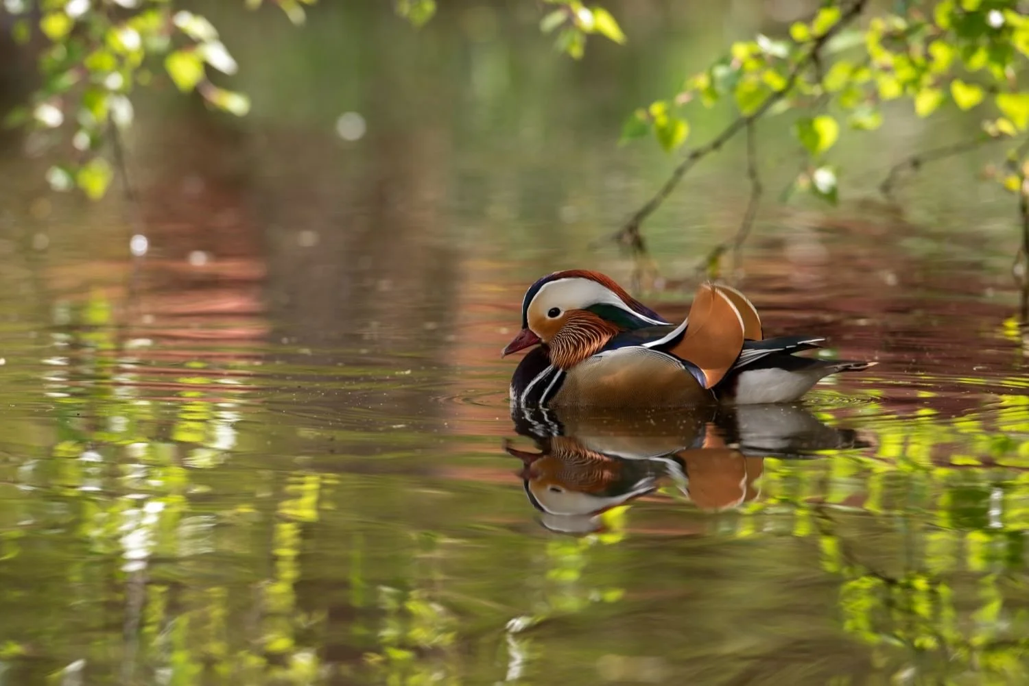 A mandarin duck swimming on a still pond with its reflection, at Isabella Plantation in Richmond Park