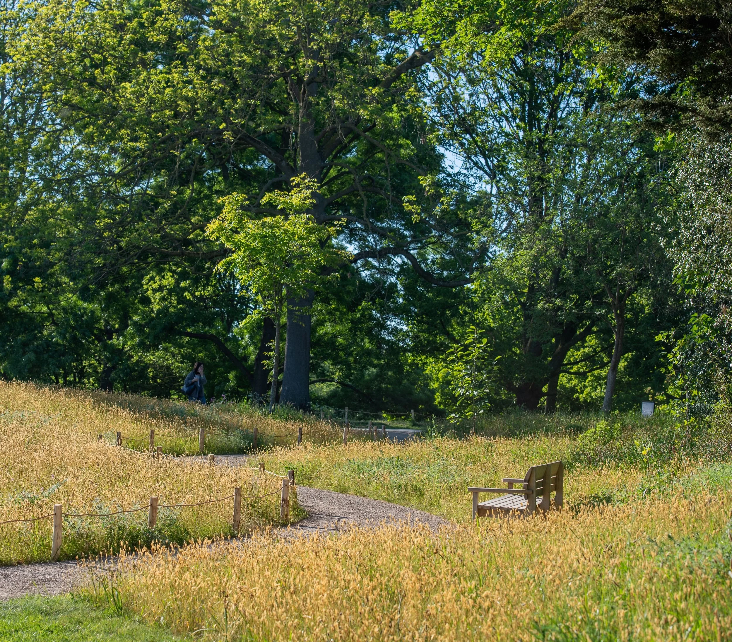 Timber bench in a wildflower meadow with parkland trees in the Queen Elizabeth II Garden