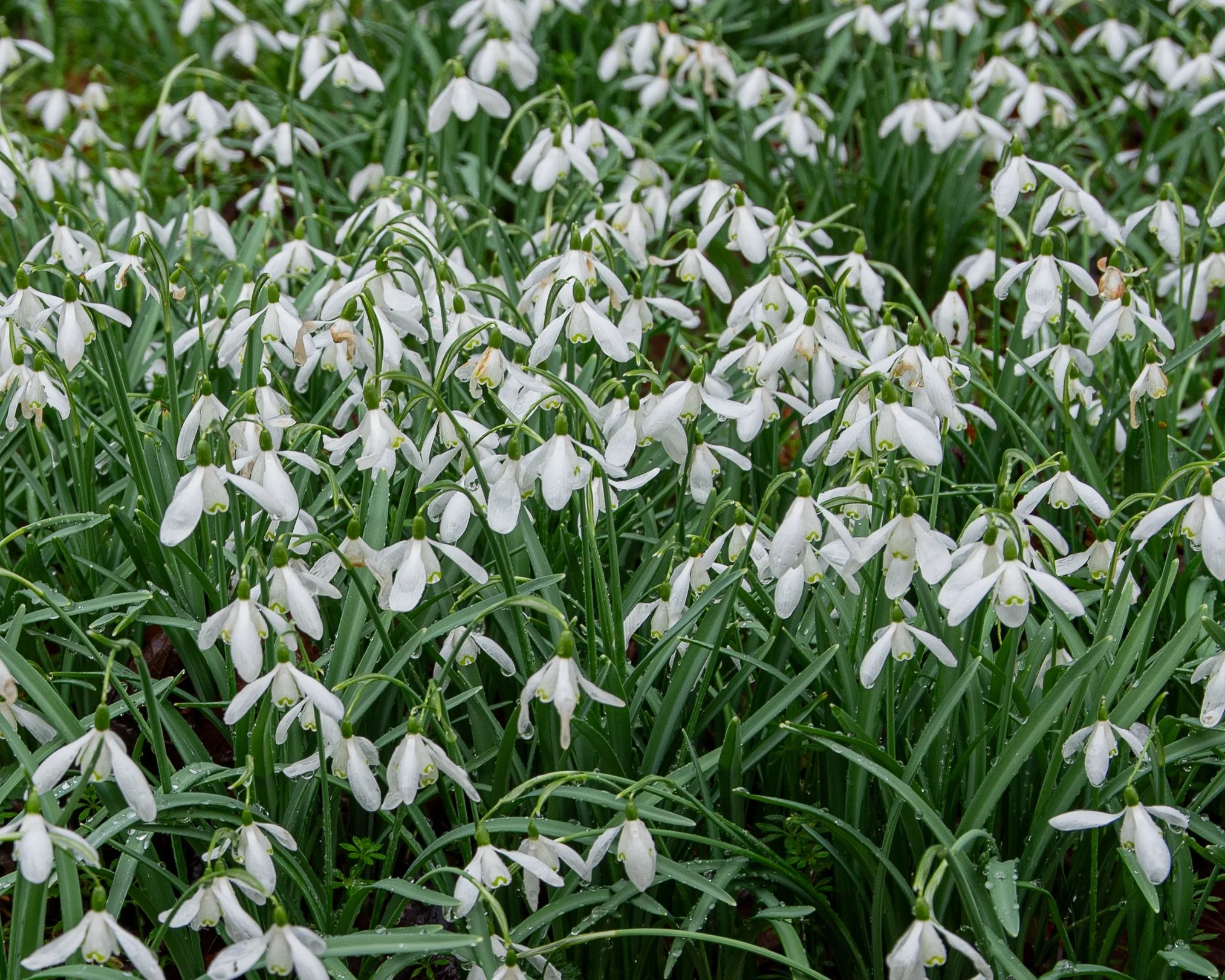 Close-up of a dense mass of dew-covered snowdrops at Welford Park