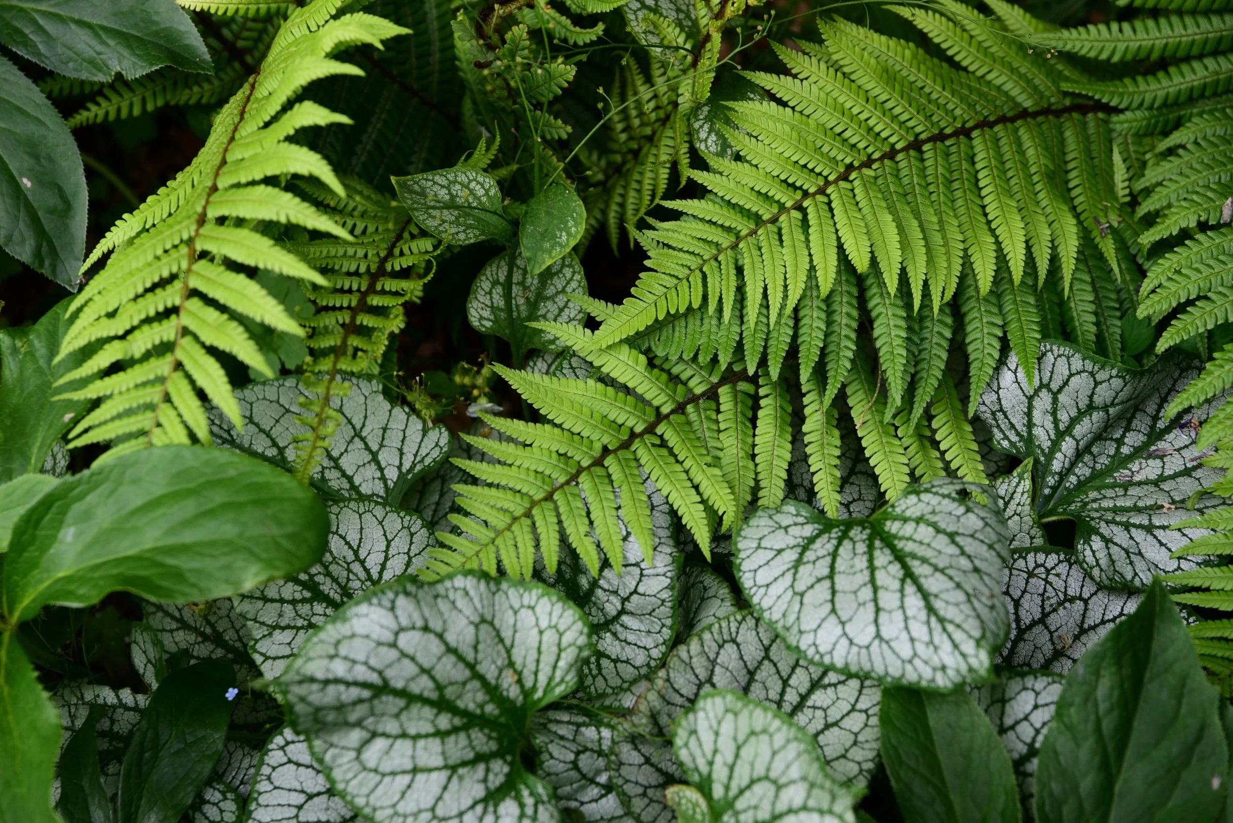 A close-up of bright green fern fronds layered over silver-veined brunnera leaves in a shaded part of a Teddington flower garden. JaneShanksterGardenDesign.co.uk.

This close-up celebrates foliage as much as flower — fresh green fern fronds arch grac