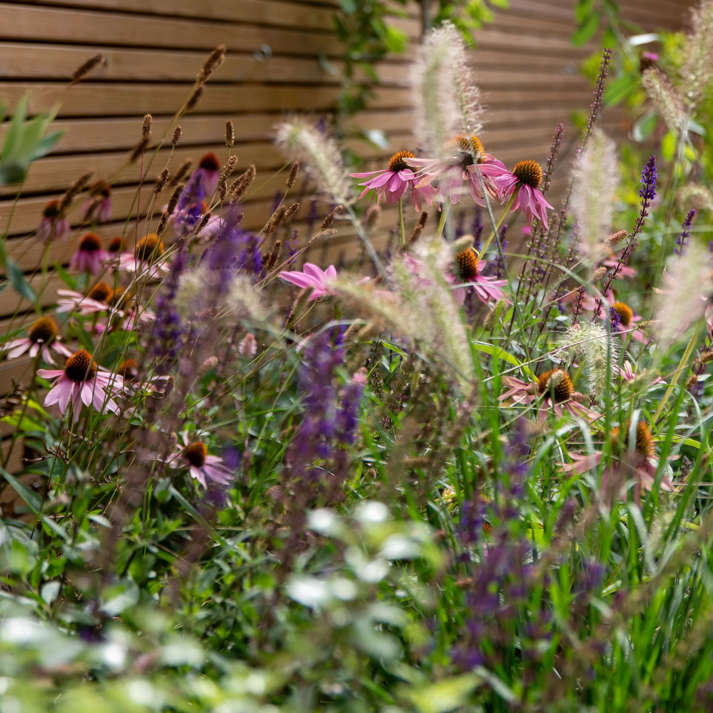 Echinacea and Pennisetum grasses in naturalistic planting border, property development garden

A naturalistic planting border combining pink echinacea, purple salvia, and the soft feathery plumes of Pennisetum grasses. Set against warm timber fencing