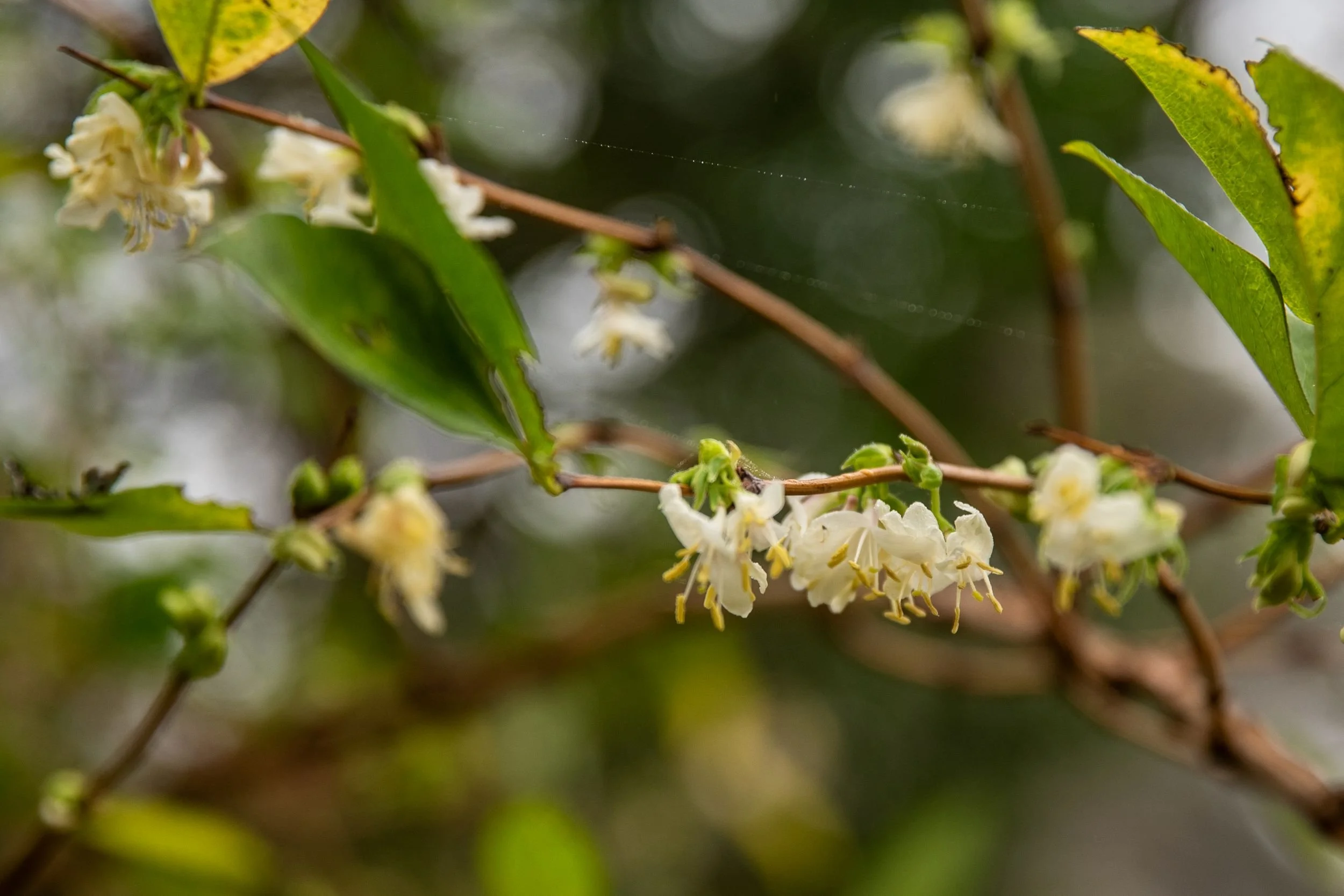 Creamy white winter honeysuckle flowers (Lonicera x purpusii 'Winter Beauty') dangling from bare stems.
