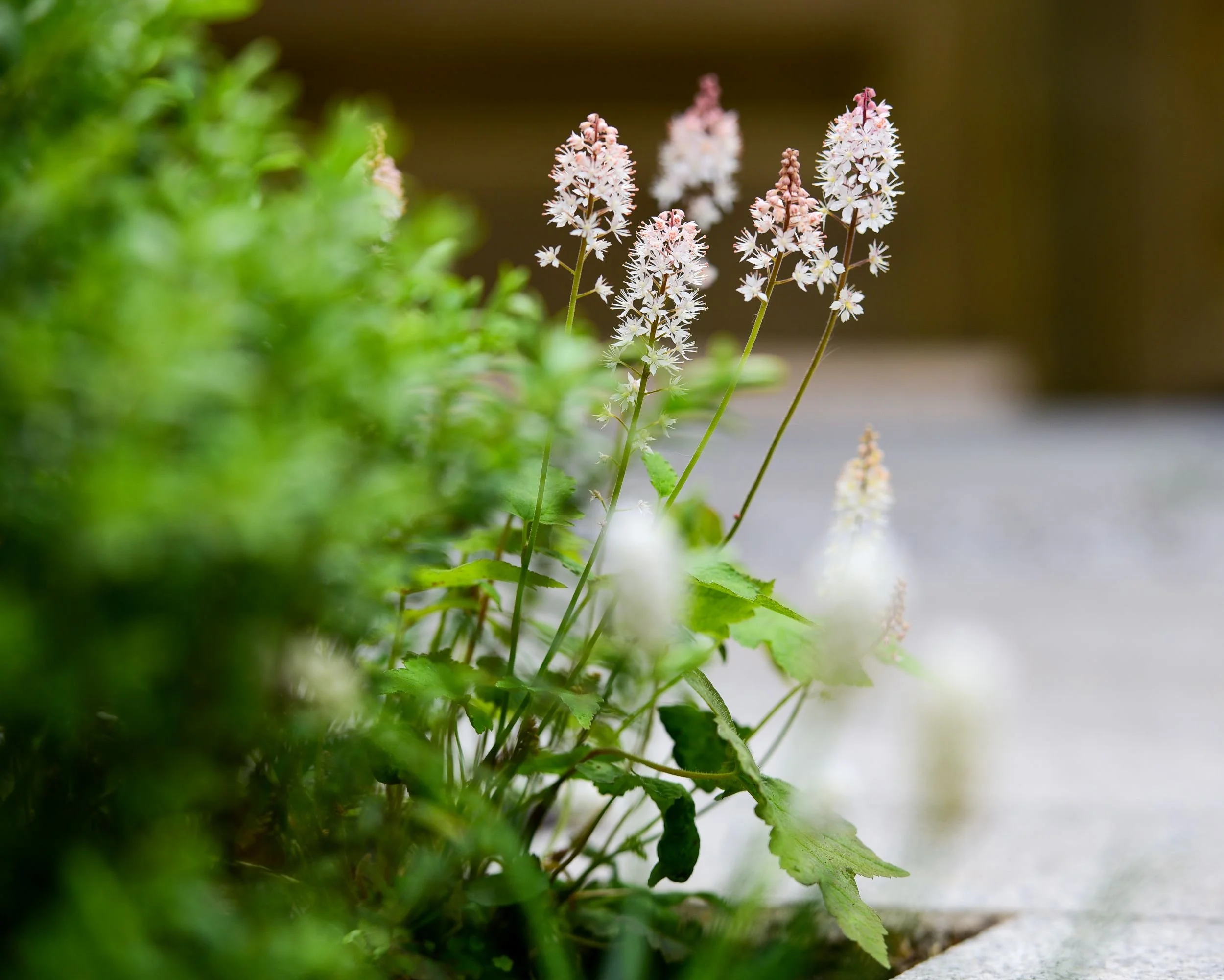 Close-up of white and pink Tiarella (foam flower) spikes in a shaded Twickenham courtyard border

Delicate Tiarella flower spikes emerge from lush green foliage in the shaded border of this small Twickenham courtyard garden, adding soft texture and s