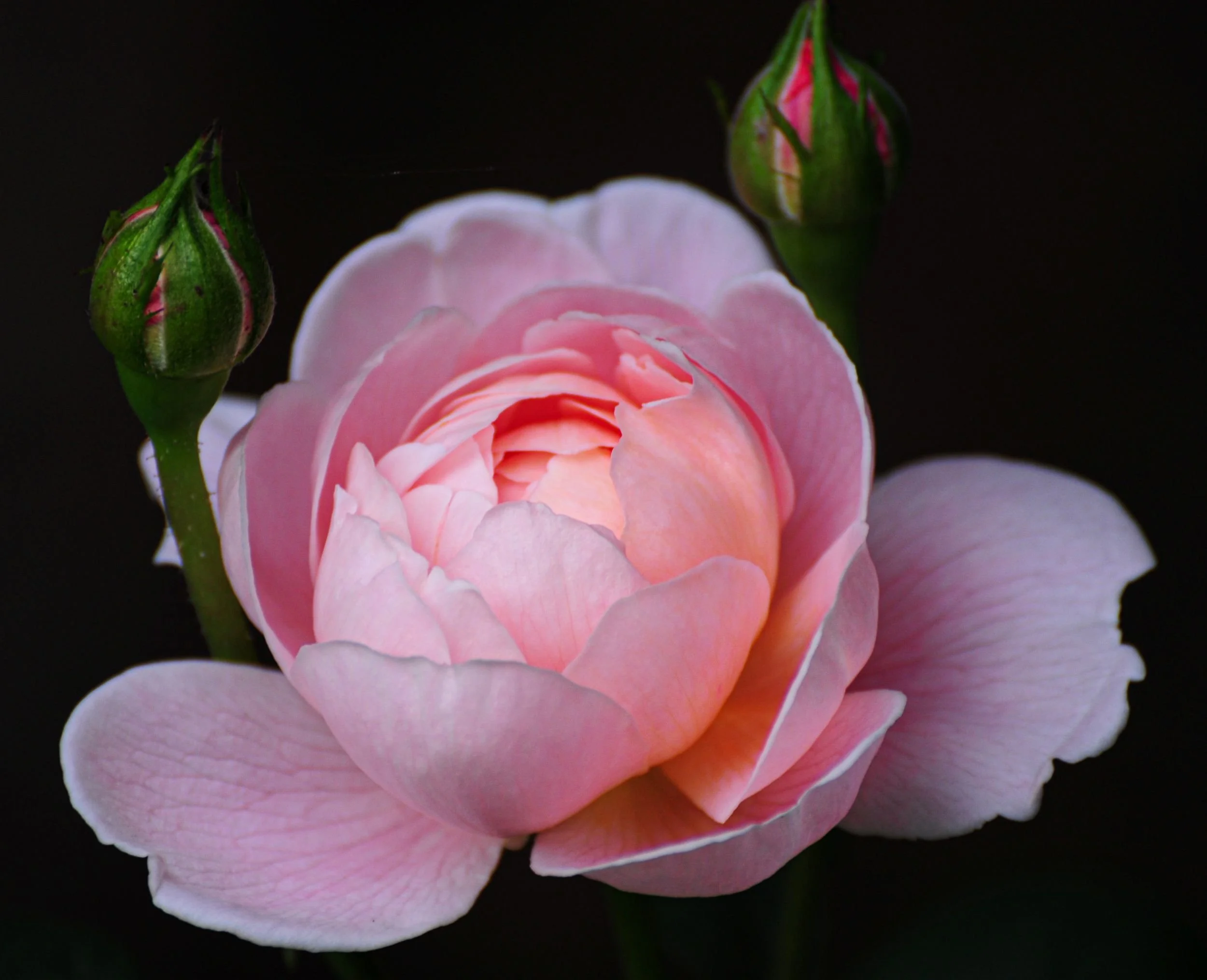 A close-up of the pale pink David Austin rose 'Queen of Sweden'. JaneShanksterGardenDesign.co.uk

The softly cupped, pale pink blooms of Rosa 'Queen of Sweden' are shown in close detail, with two budding blooms echoing the flower's gentle colouring. 