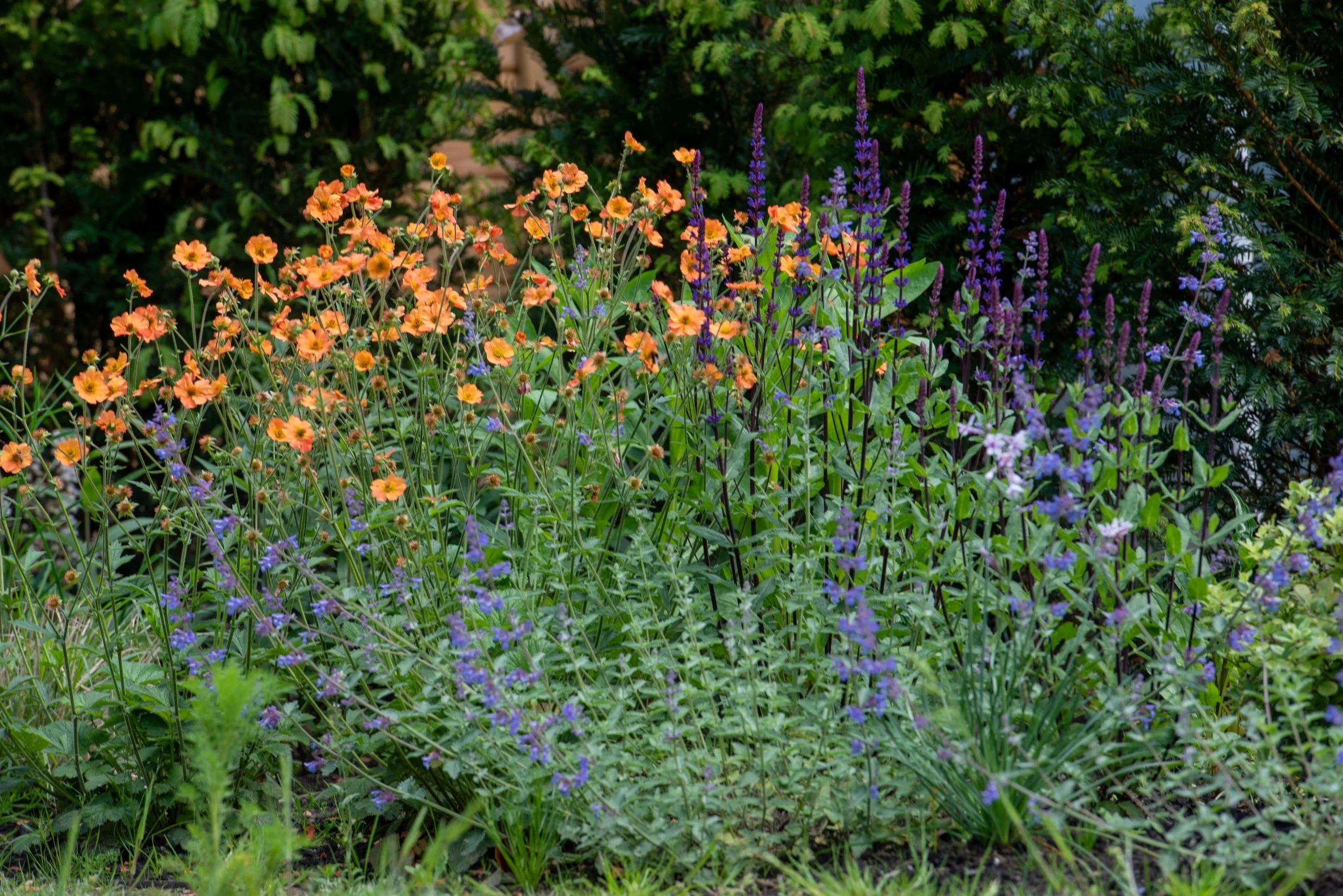 Blue-purple nepeta catmint growing beneath orange geum and dark purple salvia flower spikes.

Nepeta 'Walker's Low' billowing beneath geum and salvia, a favourite combination for pollinators. Designed by JaneShanksterGardenDesign.co.uk