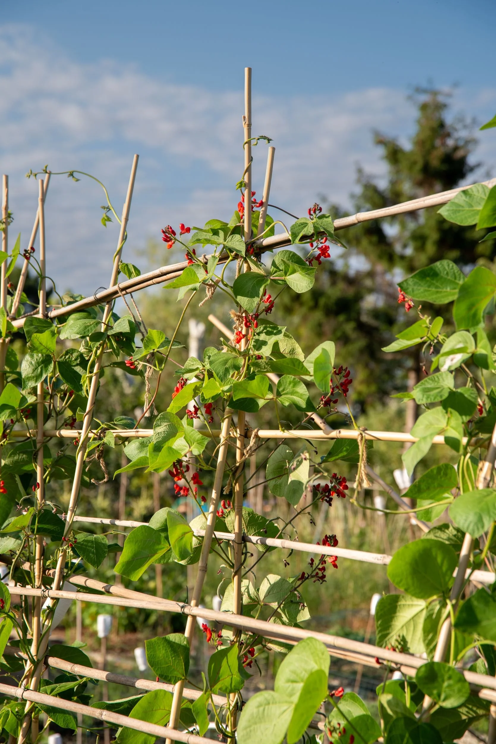 close-up of red runner bean flowers climbing bamboo canes against a blue sky