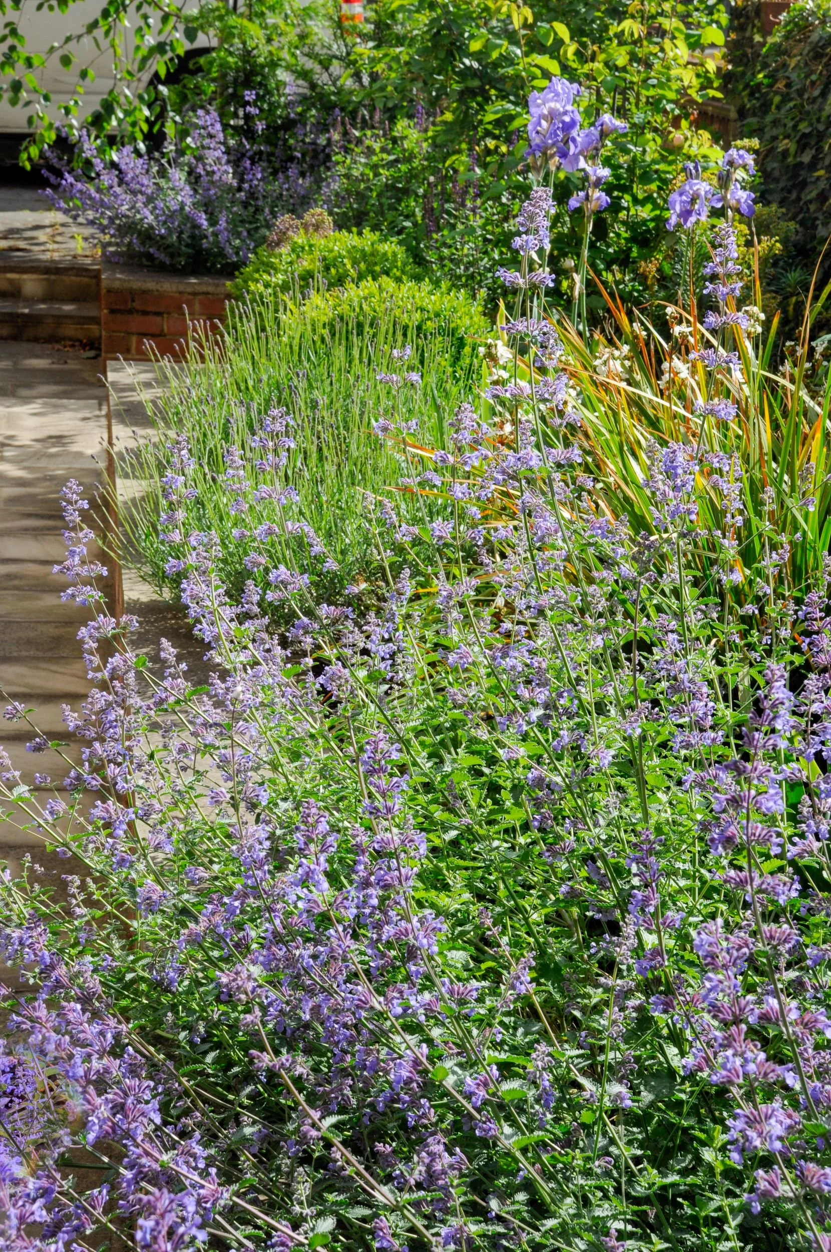Purple catmint, lavender and iris spilling over a Yorkstone path edge in a Wimbledon front garden border

Nepeta and lavender billow over the path edge alongside bearded iris and bronze phormium, creating a soft, romantic planting scheme that blurs t