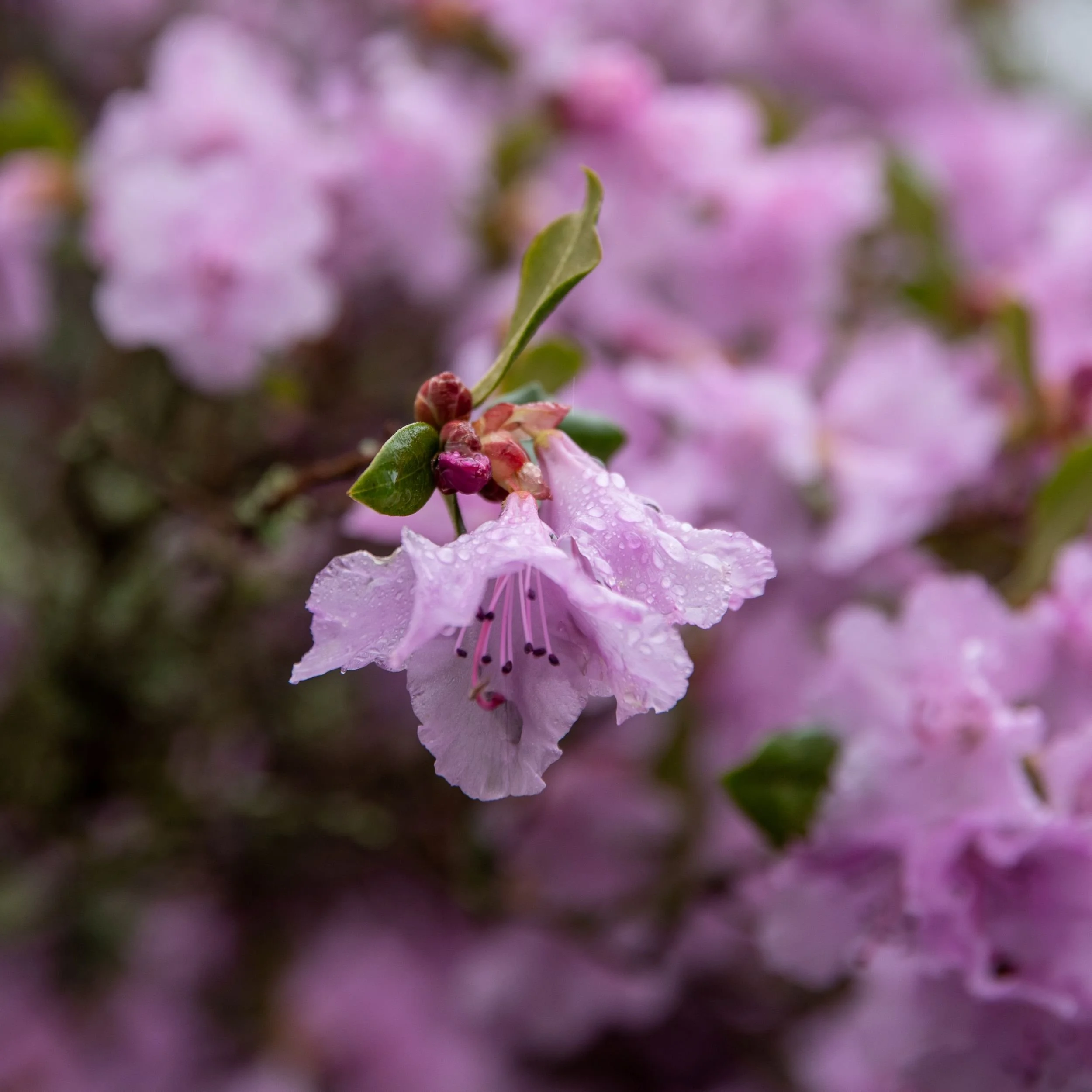 Close-up of a rain-speckled pink rhododendron flower at Sir Harold Hillier Gardens