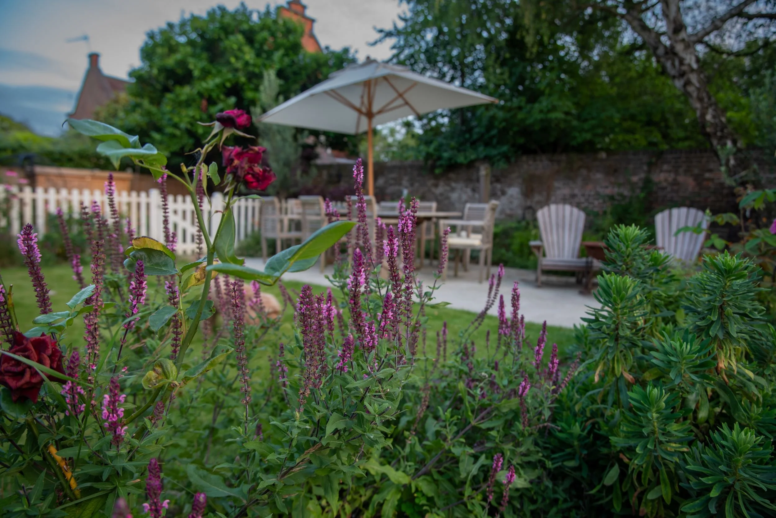 Purple Salvia spikes and a dark red rose stand in front of a dining terrace and picket fence in a Wimbledon Village garden. JaneShanksterGardenDesign.co.uk

Tall spires of purple Salvia nemorosa Amethyst and a deep crimson rose punctuate the foregrou