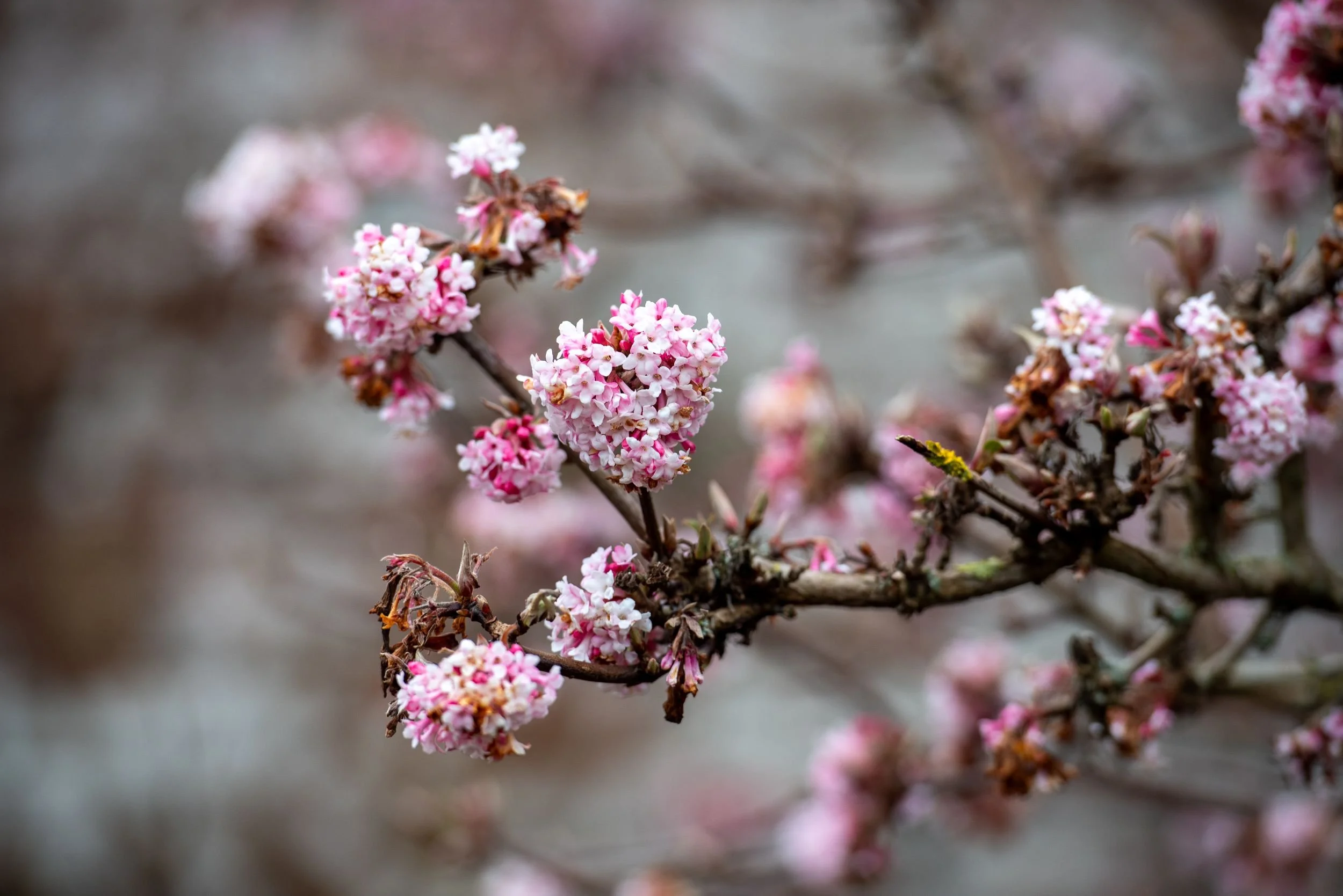 Clusters of fragrant pink viburnum blossom (Viburnum x bodnantense 'Charles Lamont') on bare winter branches.