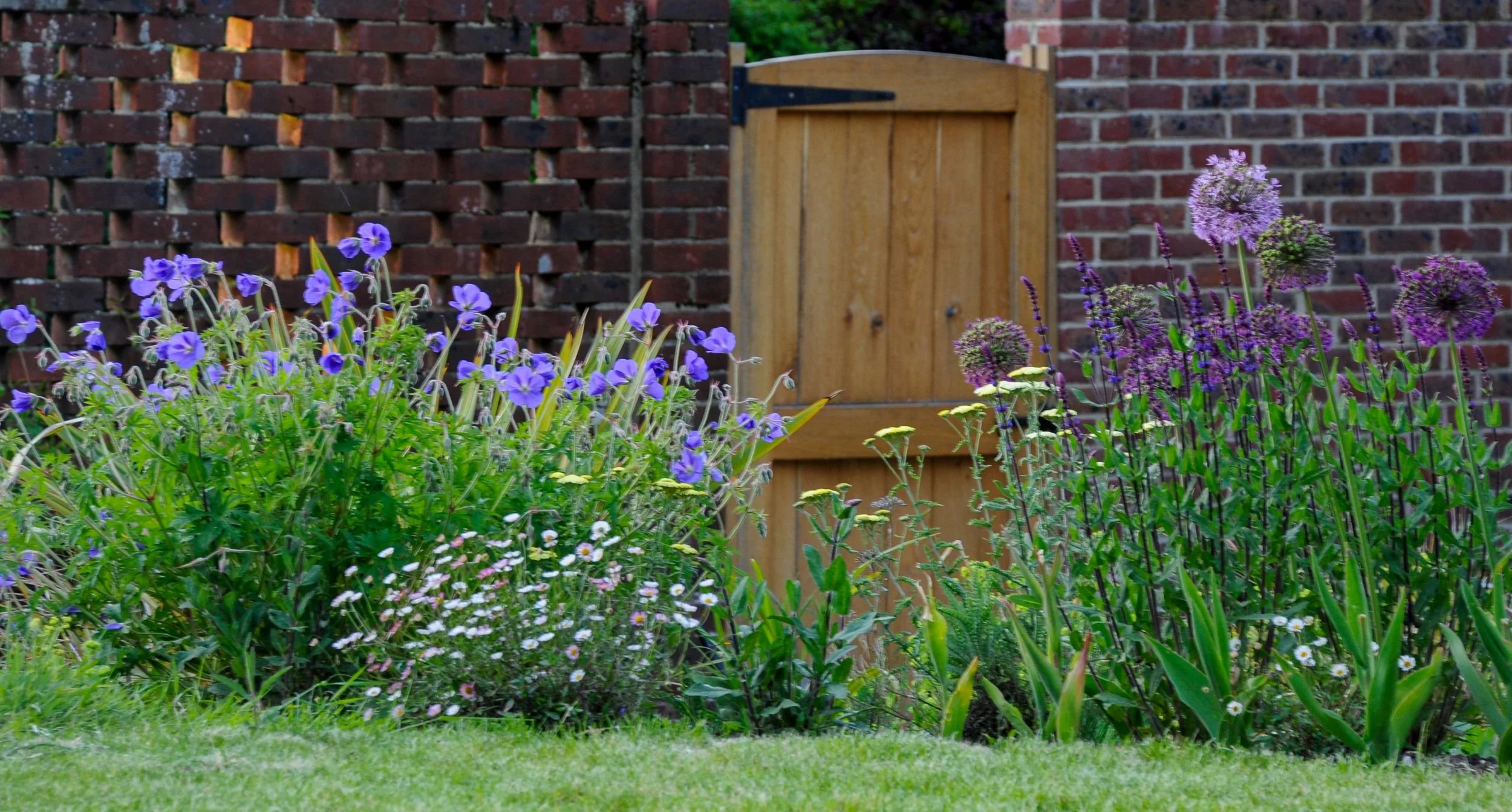 Purple geraniums, alliums and yarrow bloom against a brick wall and wooden gate in a Surrey pollinator garden. JaneShanksterGardenDesign.co.uk

A rich tapestry of blue cranesbill geraniums, drumstick alliums, salvia and yellow yarrow fills the border