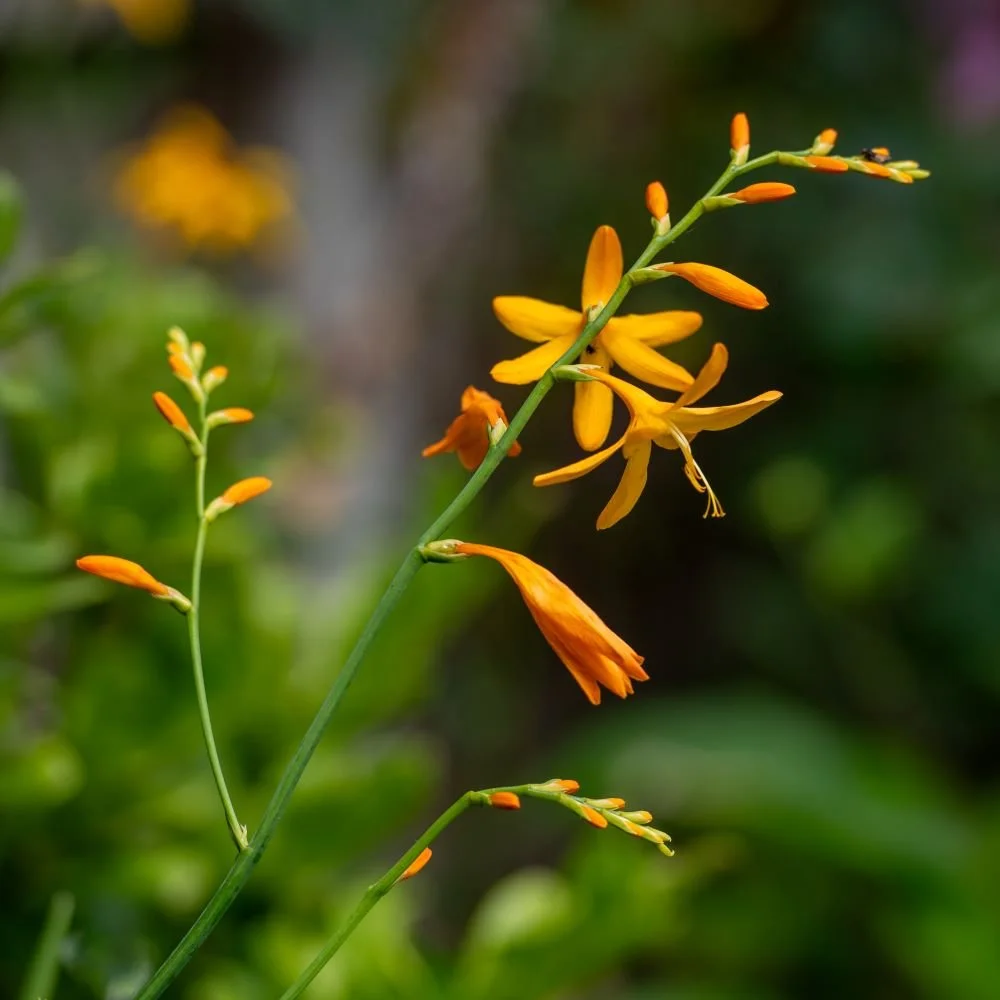 Orange crocosmia flowers in a Wimbledon garden border

Vivid orange crocosmia flowers add a warm late-summer highlight to the planting scheme in this Wimbledon family garden.