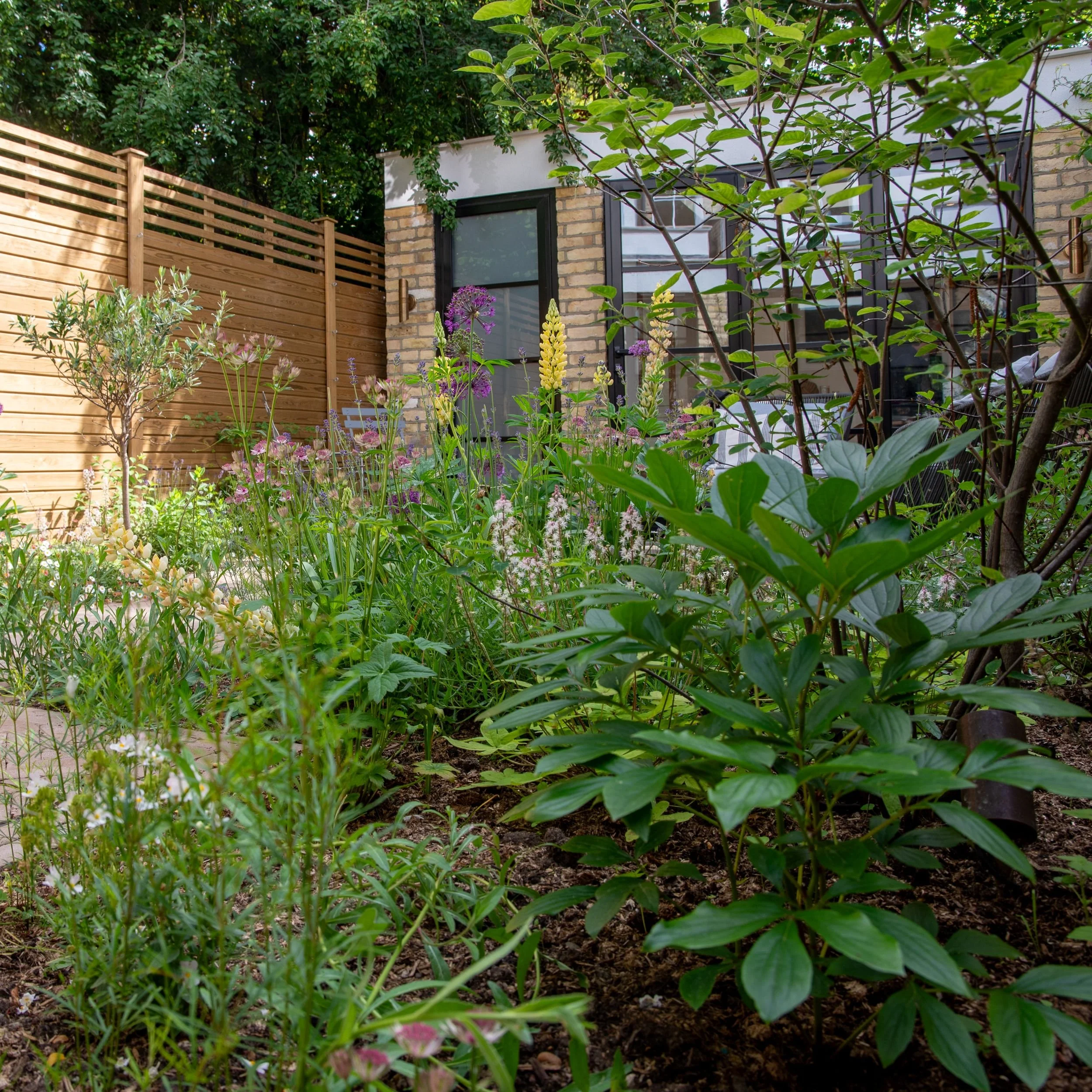 A view from the far end of the Fulham courtyard garden looking back towards the house, with a large cornus tree in the foreground, naturalistic planting of lupins and alliums, cedar fencing and the olive tree and brick extension behind. ArthurRoadLan