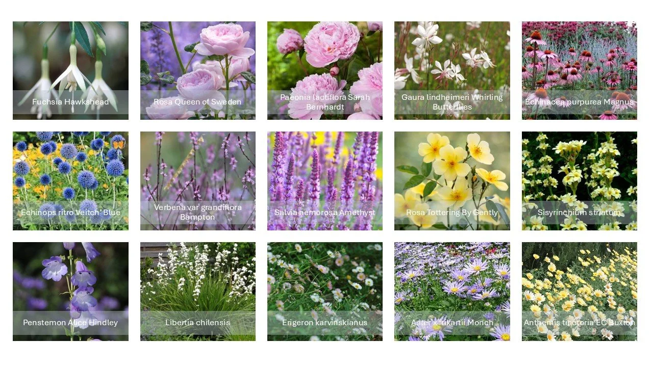 Colourful selection of plant for Surrey replanting project by Jane Shankster Garden Design.

A focus on pink, blue and pale yellow flowers forms the main palette of perennial plants and shrubs for this Surrey replanting project.