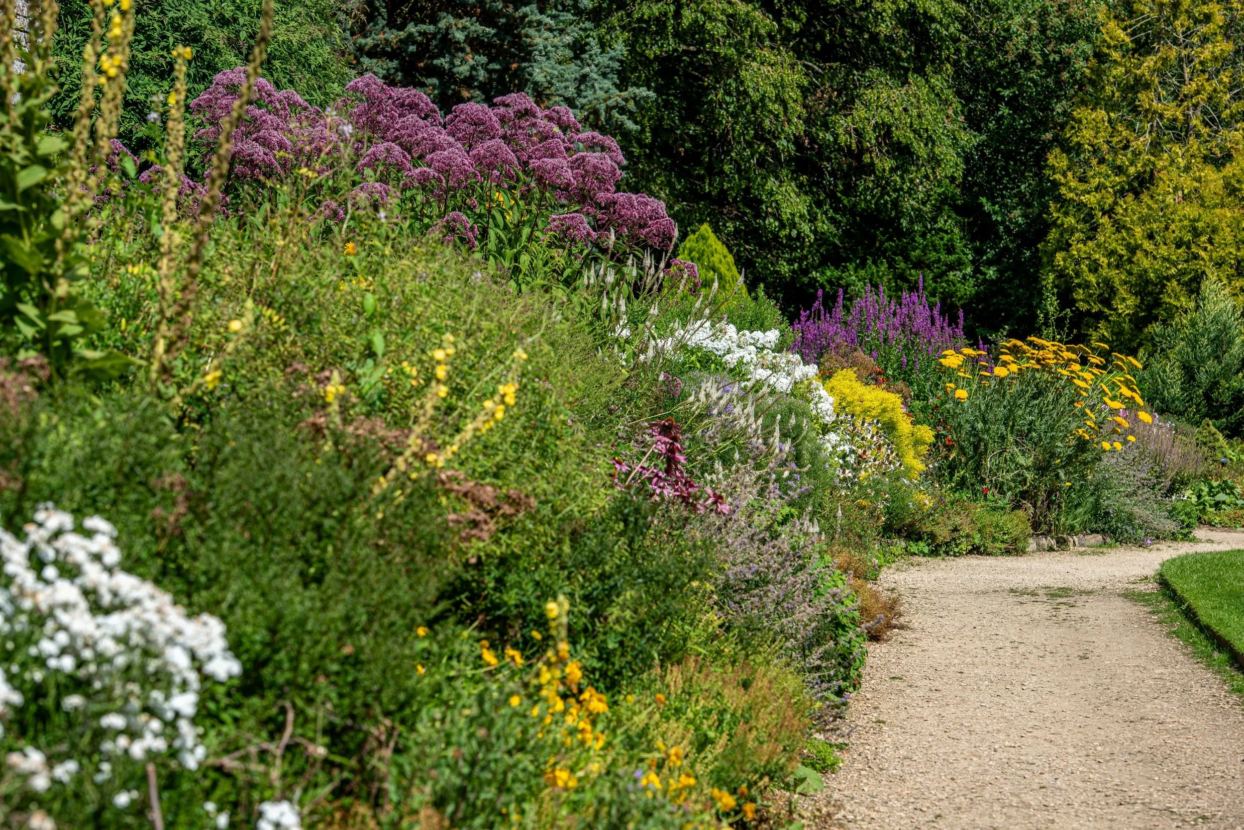 A long herbaceous border at Waterperry Gardens in late summer, with joe-pye weed, phlox, yarrow and loosestrife lining a gravel path.