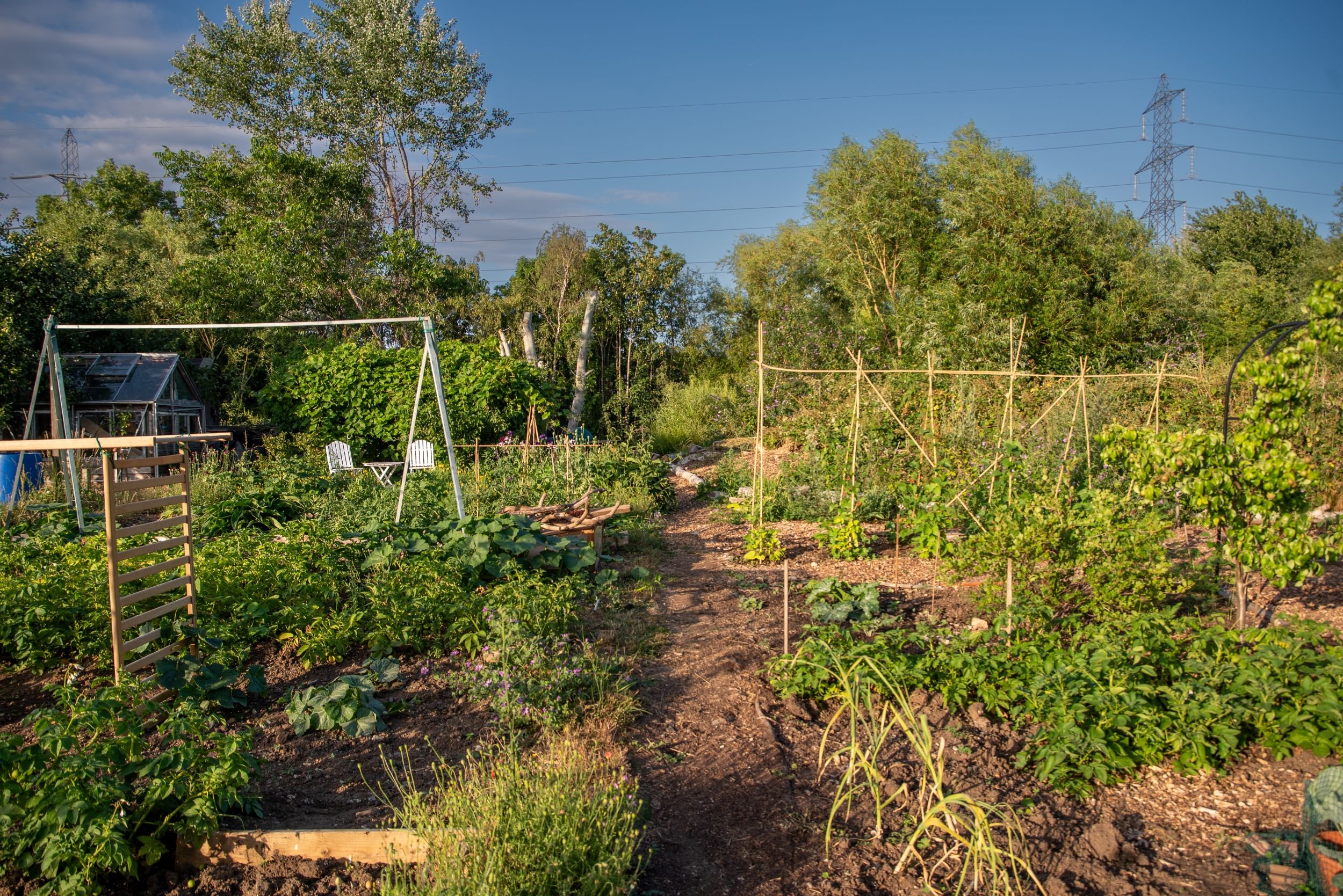 allotment path leading past raised beds, bean frames and a greenhouse under a clear blue sky