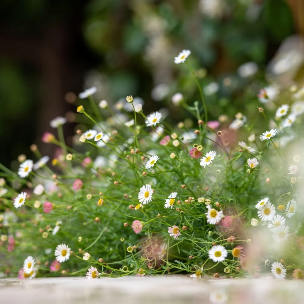 White and pink erigeron daisies in a Wimbledon garden border

Delicate white and pink erigeron daisies self-seed along the terrace edge, softening the paving with their airy, informal habit.