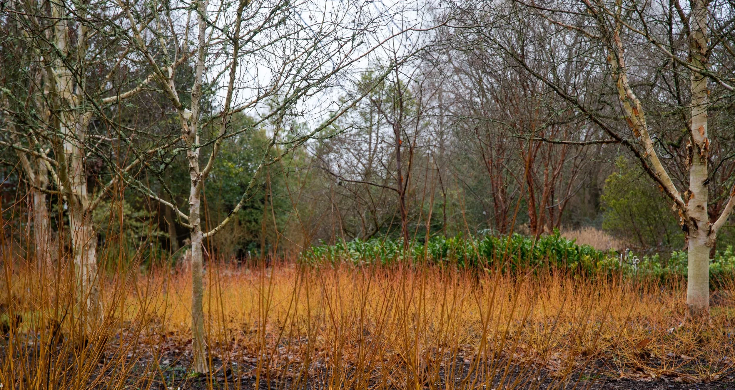 Vibrant orange and red dogwood stems beneath silver birch trees in the winter garden at Sir Harold Hillier Gardens