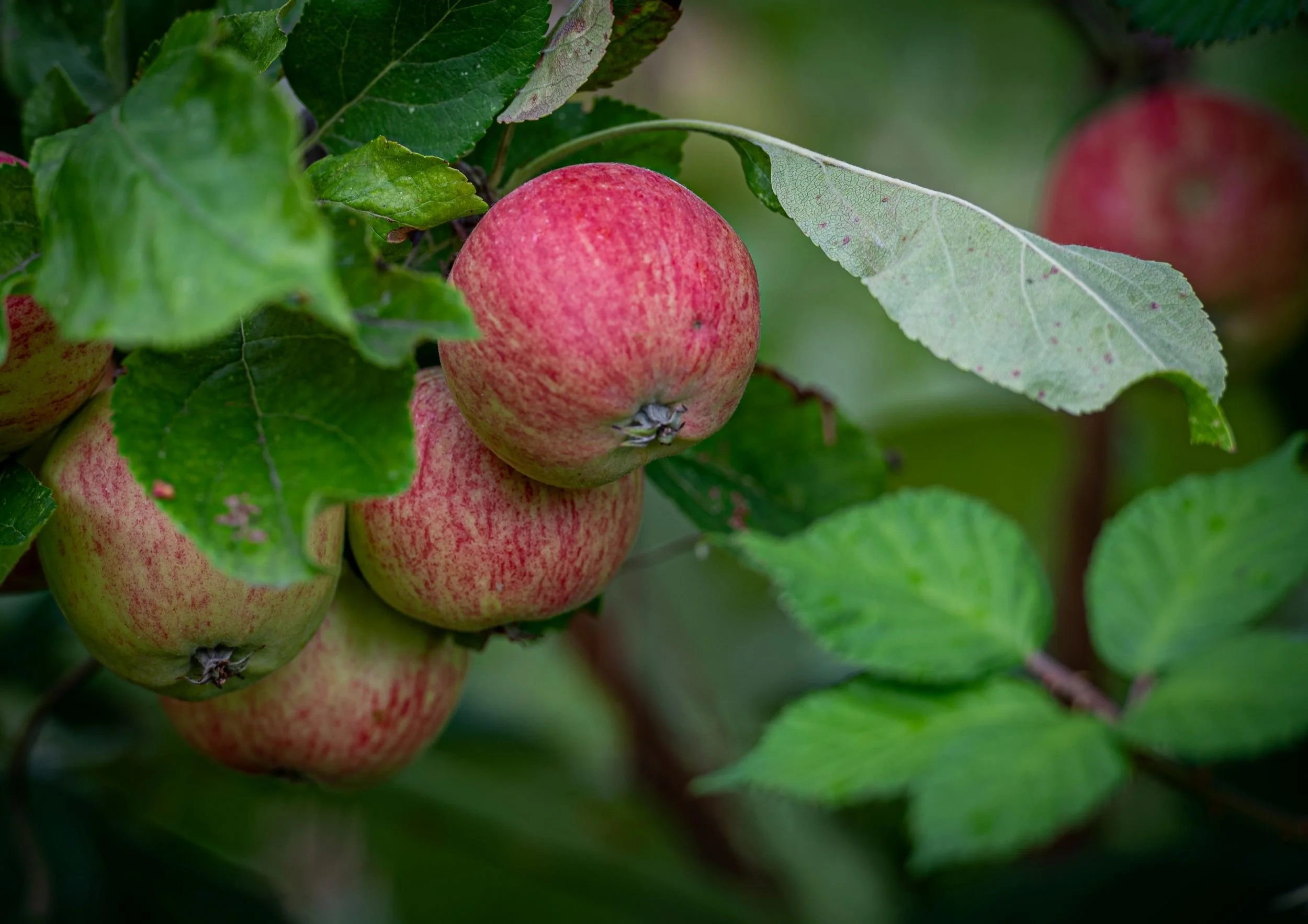close-up of red-blushed apples ripening on the branch, framed by green leaves