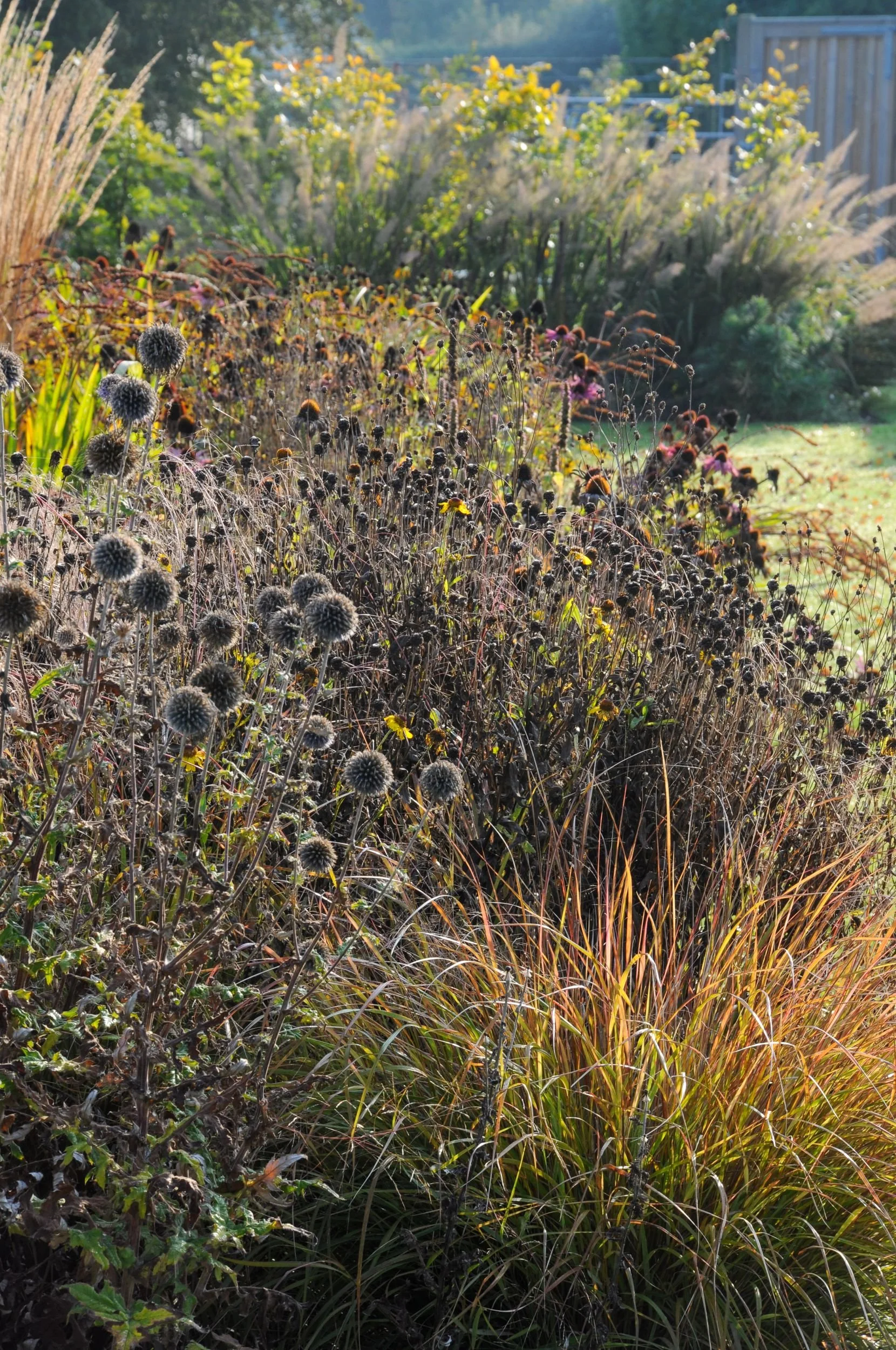 Dried echinops and echinacea seedheads stand tall among orange autumn grasses in a Surrey garden border. JaneShanksterGardenDesign.co.uk.

Left uncut through autumn, this border proves its worth in seedheads alone, the spiky globes of echinops and th