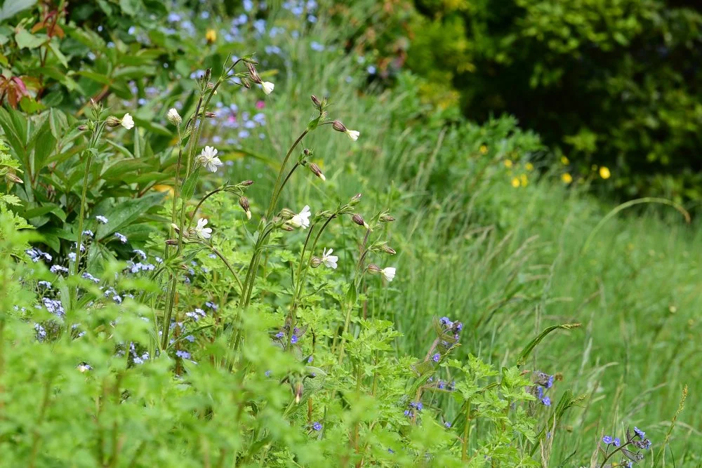 White campion flowers rise above a haze of blue forget-me-nots in a naturalistic Raynes Park border. JaneShanksterGardenDesign.co.uk.

Pale and understated, this corner of the garden relies on white campion and forget-me-not to do the work, their sof