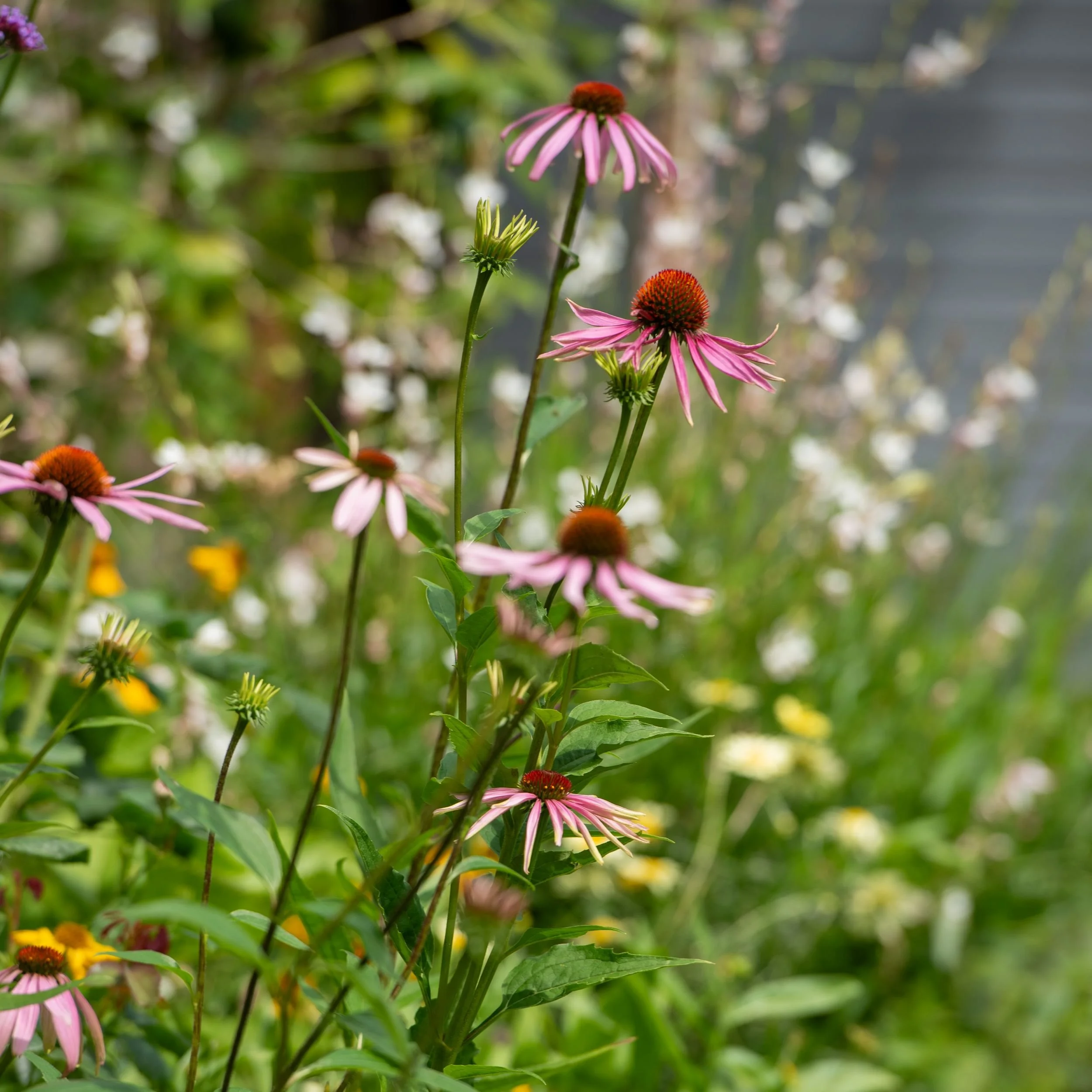 Pink echinacea flowers among white and yellow blooms in a Wimbledon garden border

Echinacea rises above a mixed planting of white and yellow flowers, illustrating the layered, naturalistic style of border used throughout this Wimbledon family garden