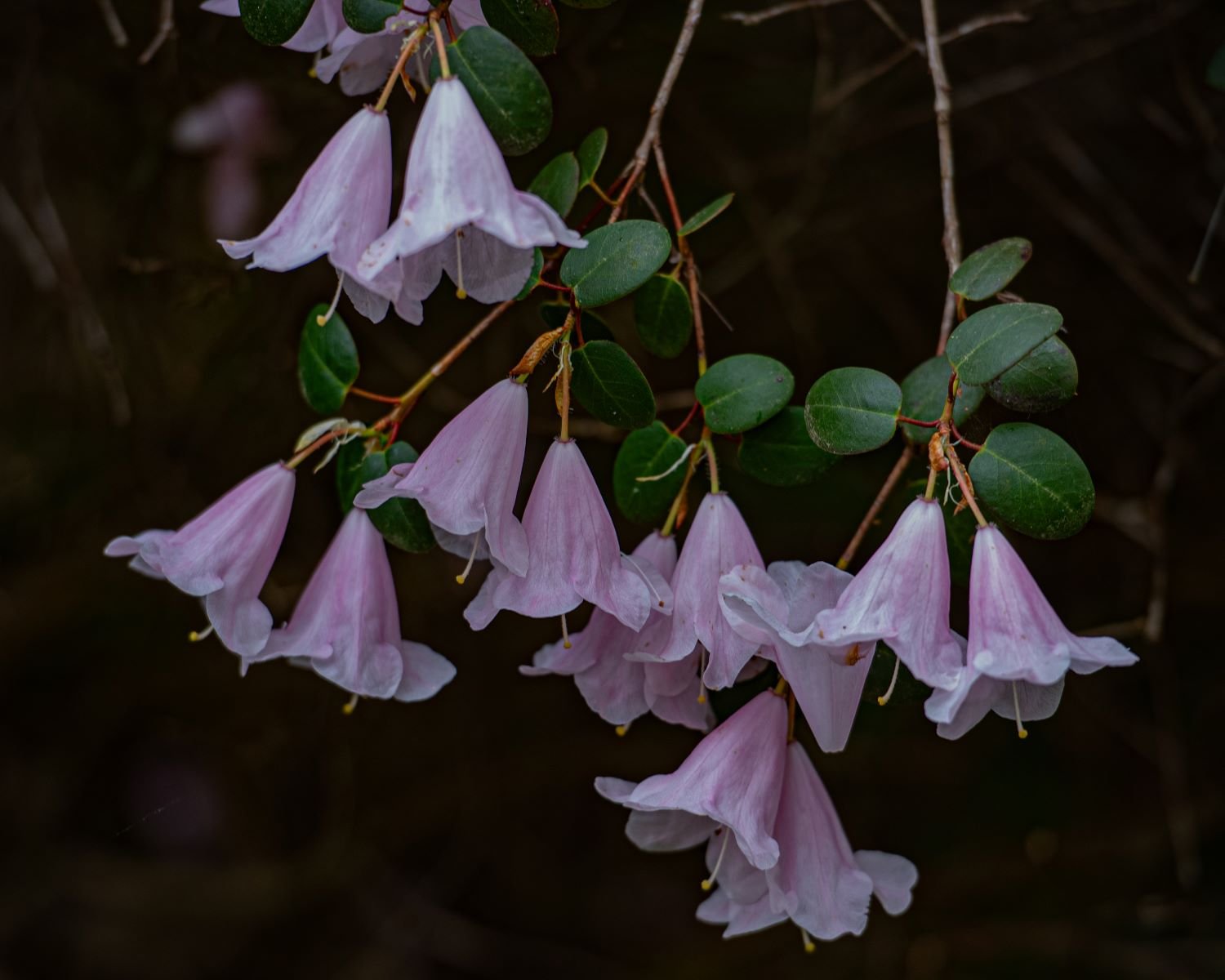 Close-up of pale pink bell-shaped flowers hanging from a shrub, with rounded green leaves, at Isabella Plantation in Richmond Park.