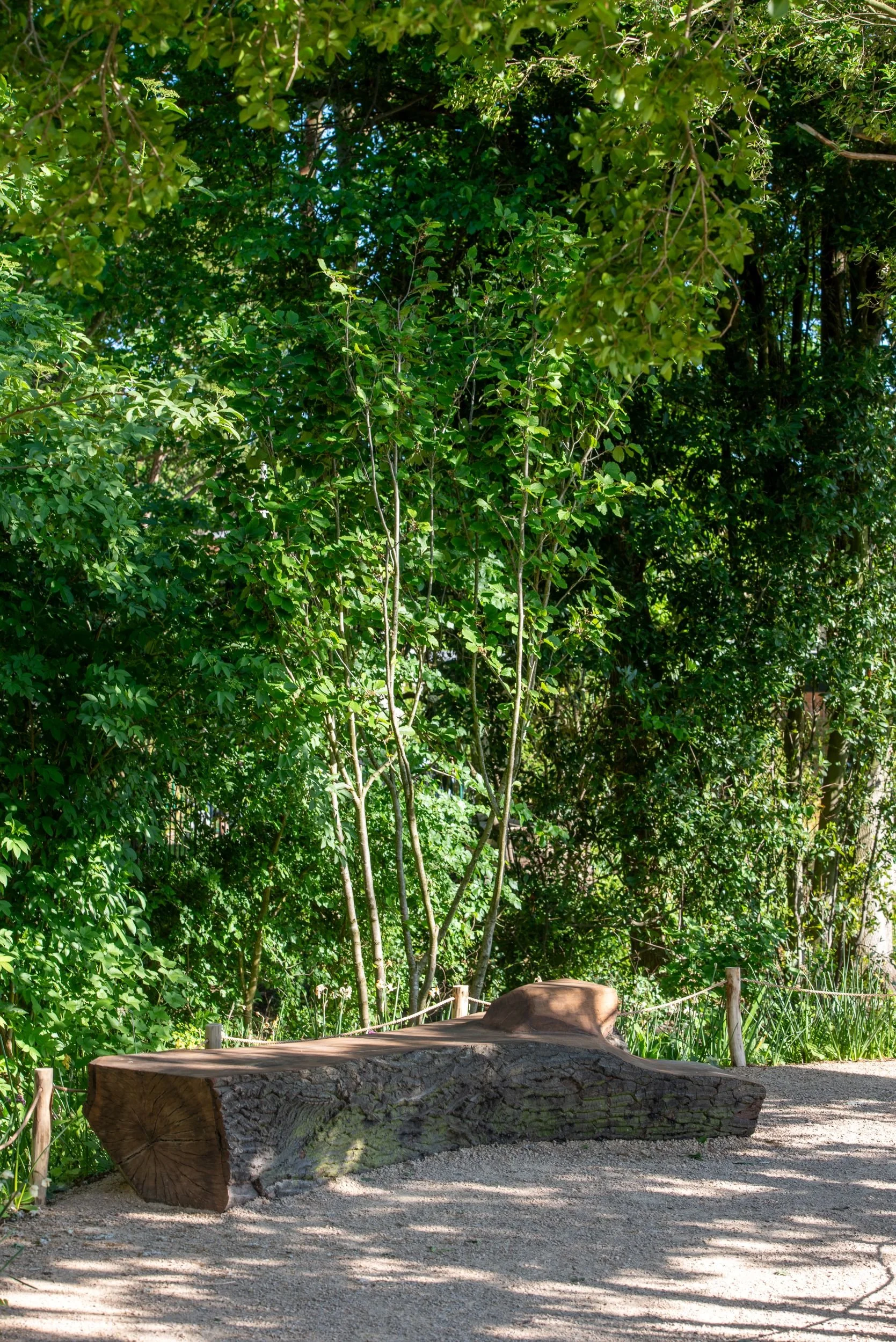Sculptural carved log bench set within woodland planting in the Queen Elizabeth II Garden