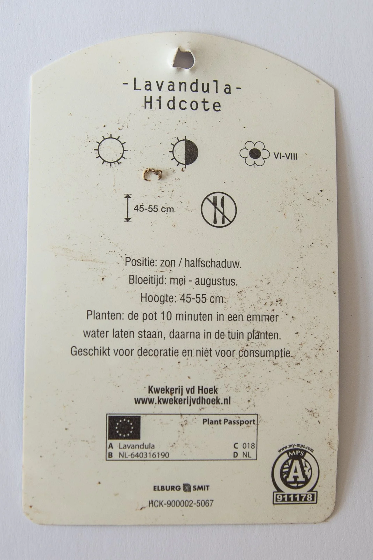 A Dutch nursery plant label for Lavandula 'Hidcote' showing sun and half-shade symbols, flowering period and height