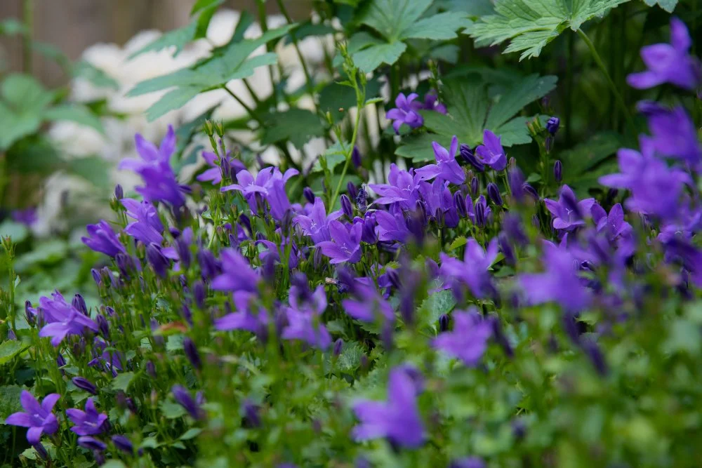 Purple campanula flowers in Wimbledon garden border by Jane Shankster Garden Design

Clusters of purple campanula bells nestle among soft green foliage, adding a cottage-garden charm to the planting scheme. Part of a Wimbledon garden design by Jane S