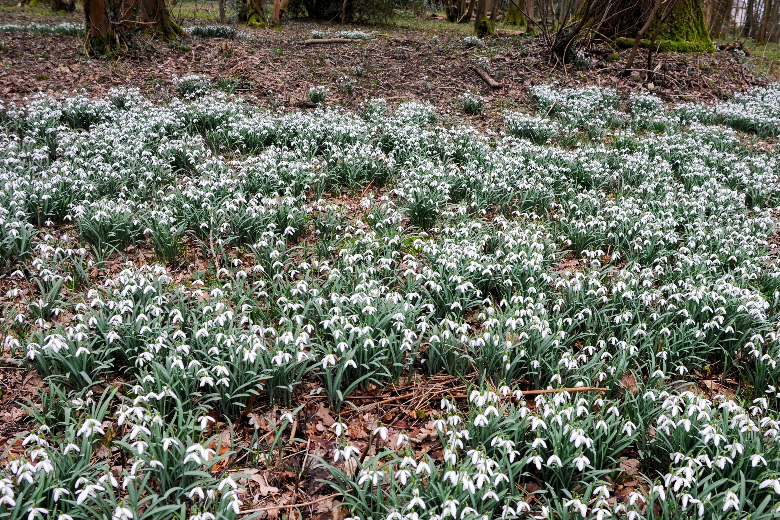 A dense carpet of thousands of snowdrops spreading across a woodland floor between bare trees.