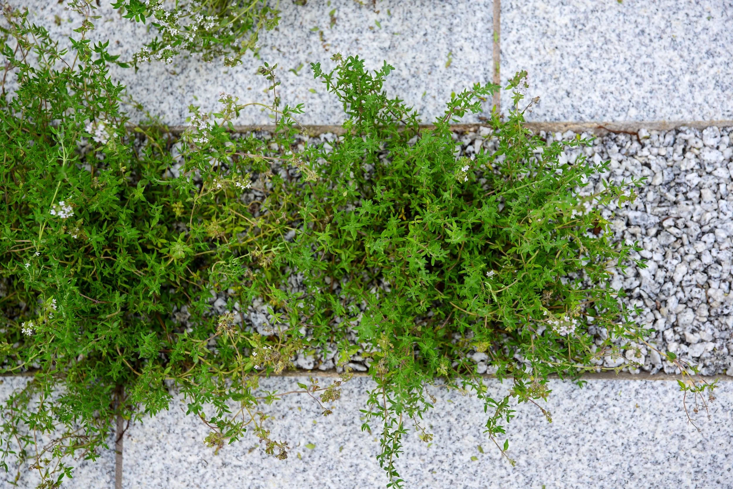 Creeping thyme growing between granite paving slabs in a courtyard garden

Aromatic creeping thyme spills across the joints of granite paving, softening the hard landscaping and adding fragrance underfoot in this Twickenham courtyard garden.