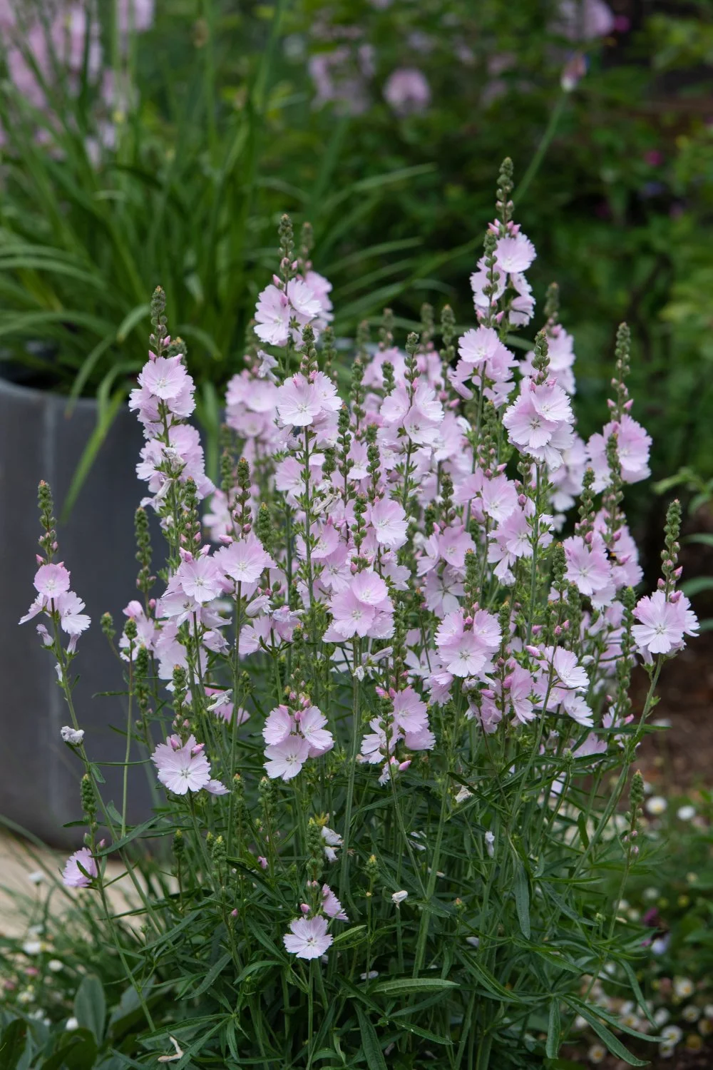 A close-up of pale pink Sidalcea Elsie Heugh flower spikes rising from fine green foliage in a Surrey country garden, with a dark slate planter and mixed border visible softly behind. ArthurRoadLandscapes.co.uk.

A close-up of pale pink Sidalcea Elsi