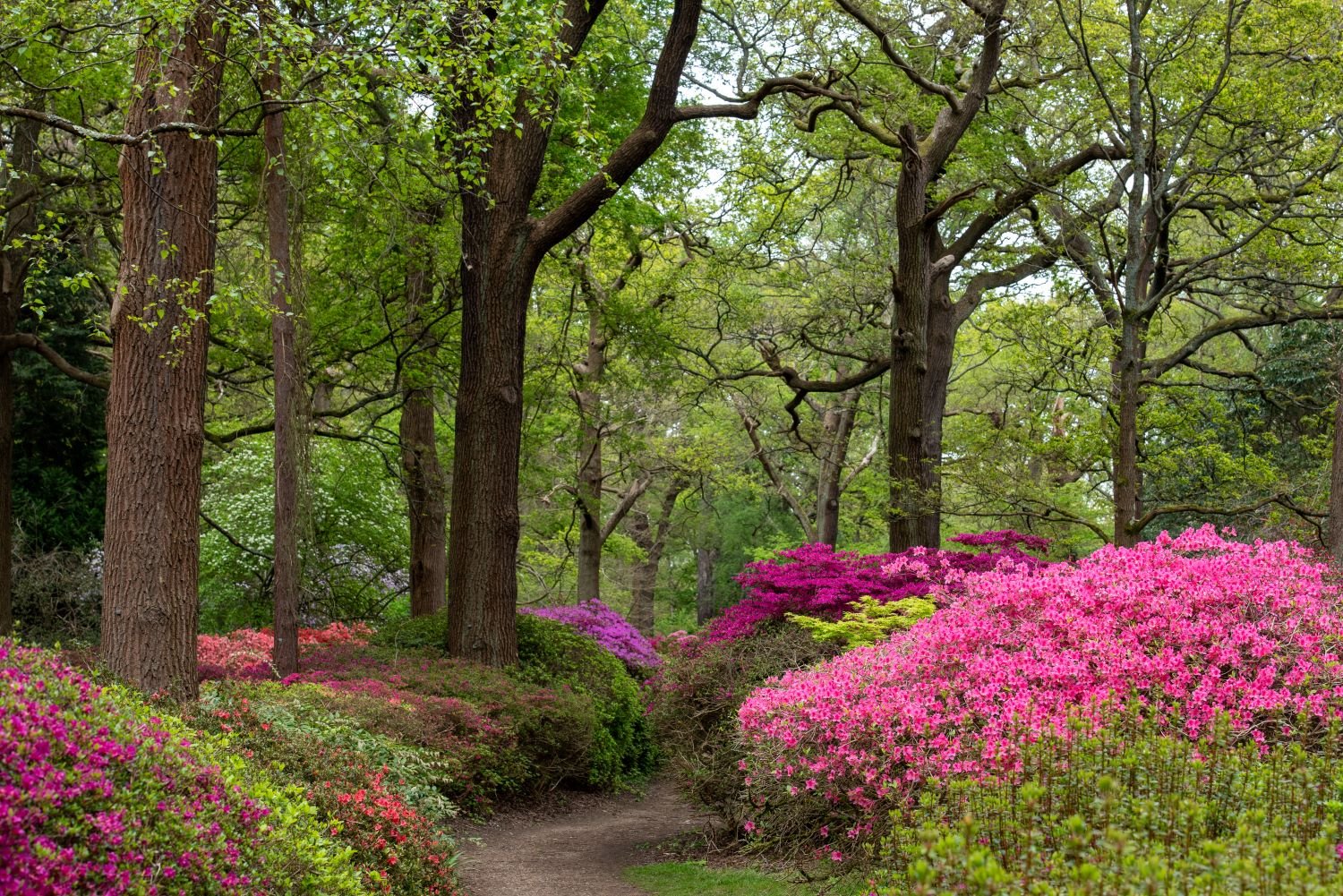 A woodland path through mature oaks at Isabella Plantation in Richmond Park, flanked by banks of pink, magenta and purple azaleas in full bloom.